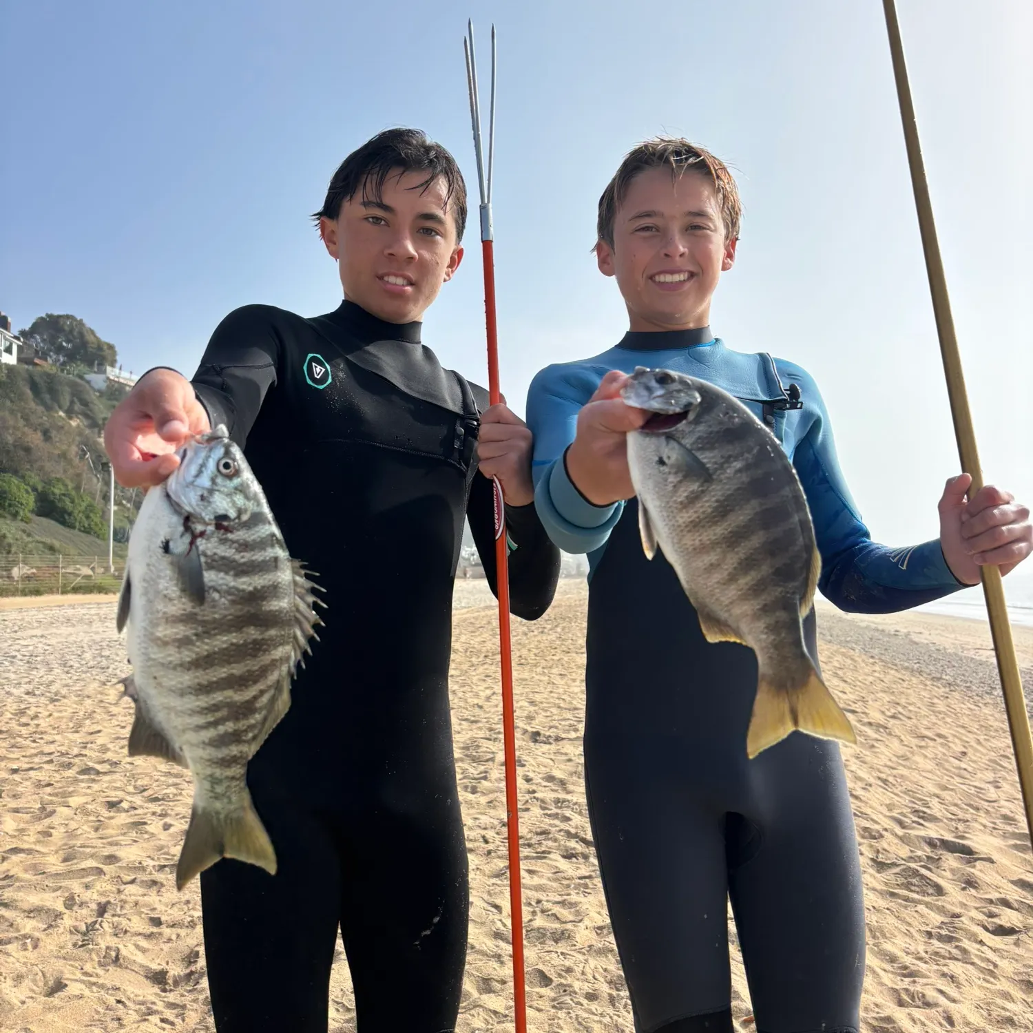 The most recent Zebra-perch sea chub catches on Fishbrain