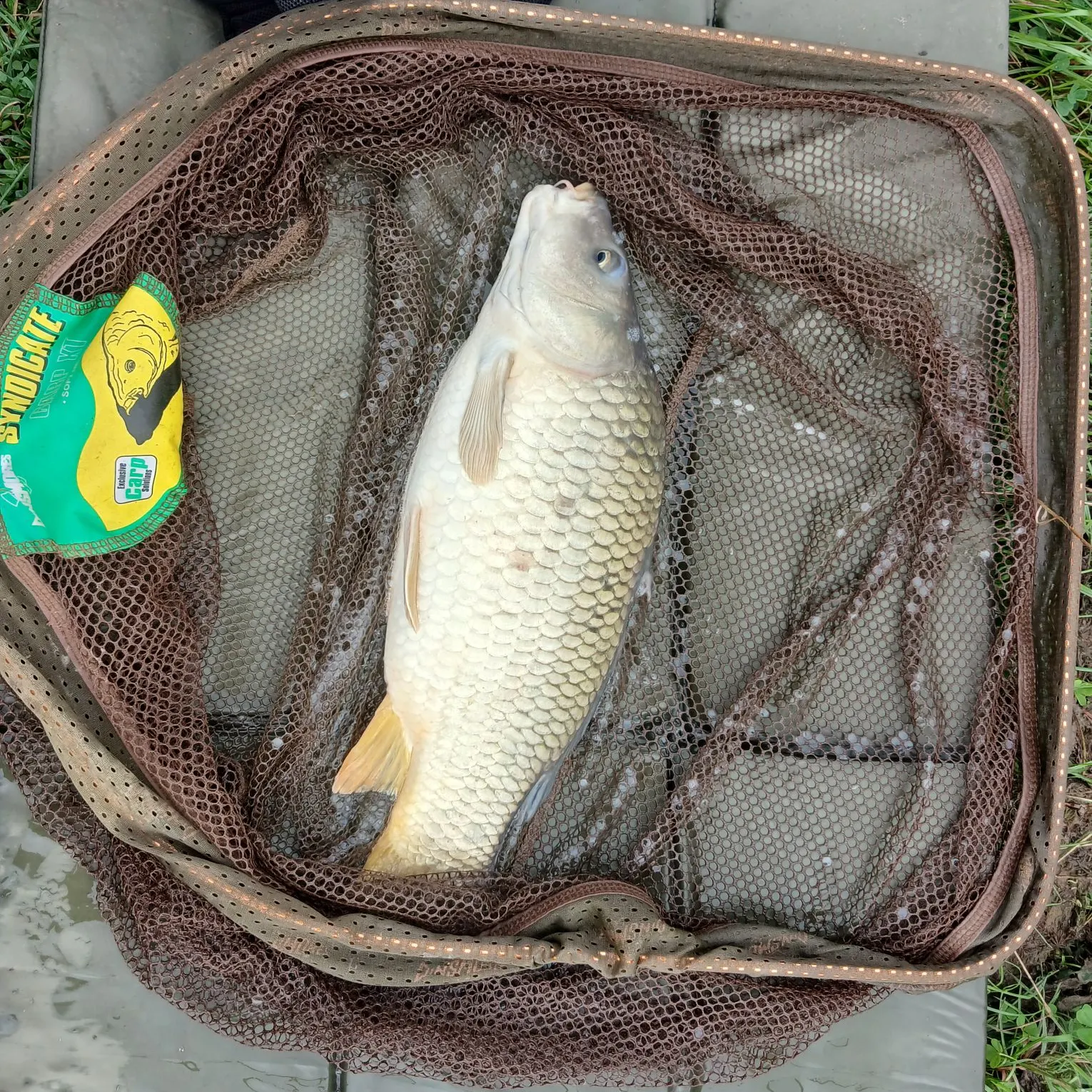 Common carp caught on Fishbrain