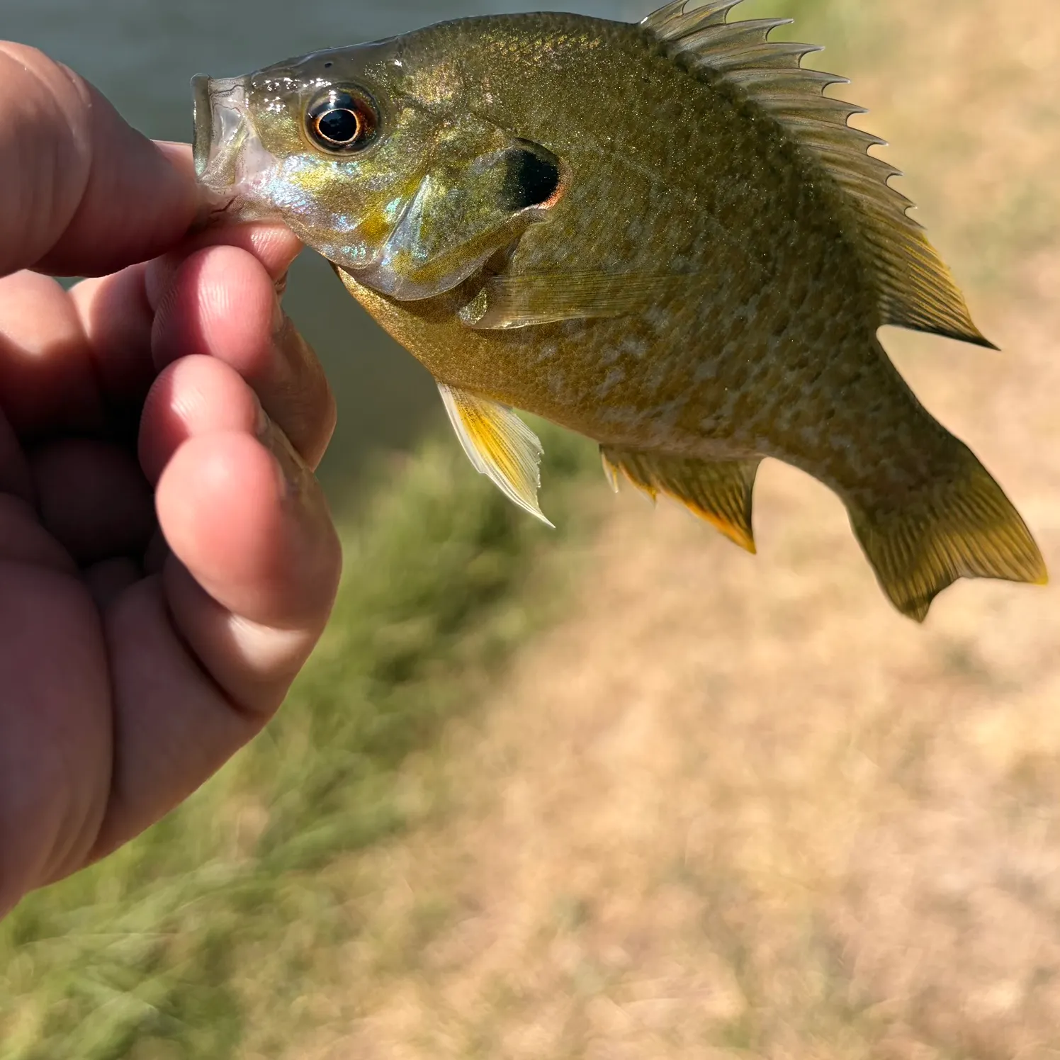 Greengill hybrid caught on Fishbrain