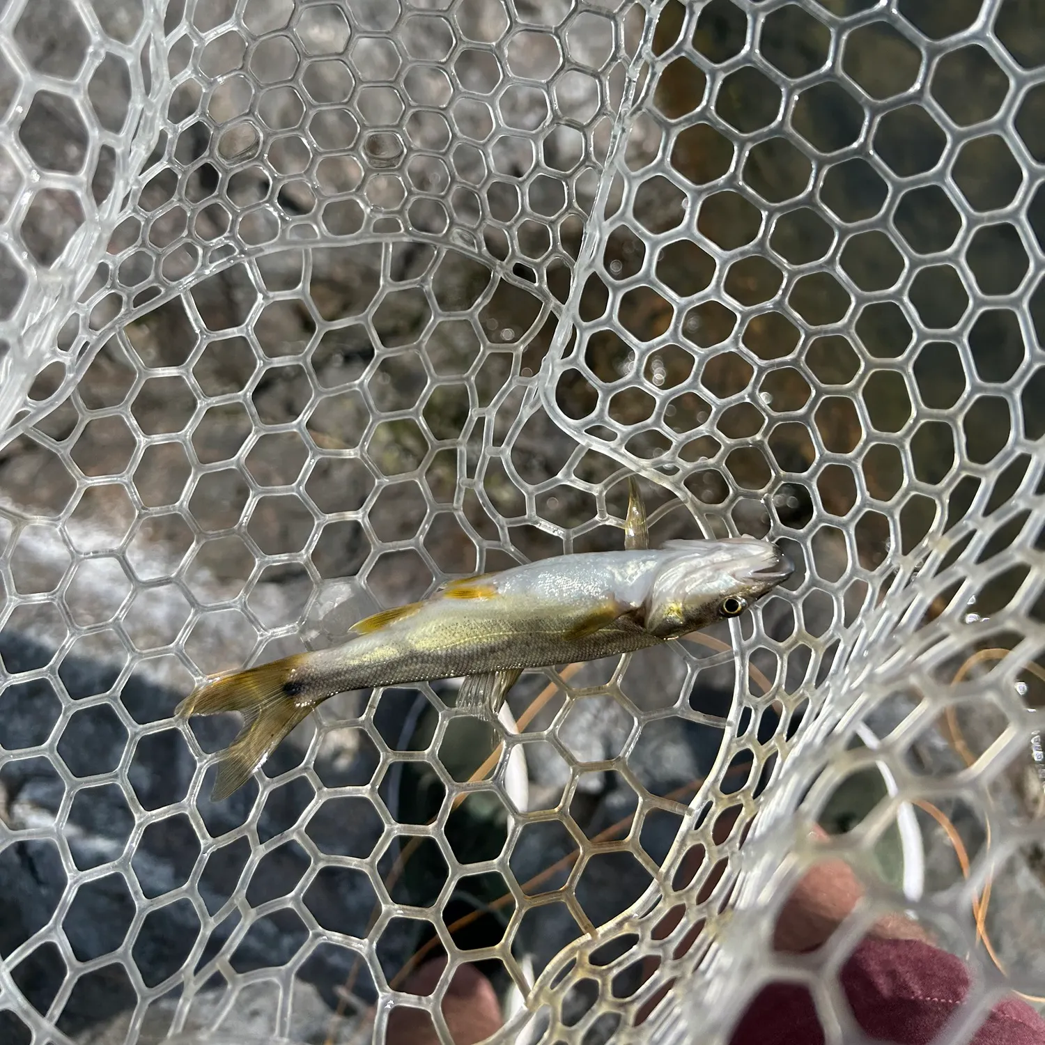 Northern pikeminnow caught on Fishbrain