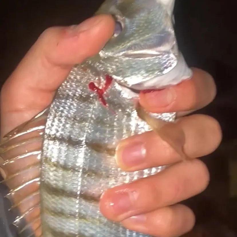 The most recent Striped seabream catches on Fishbrain