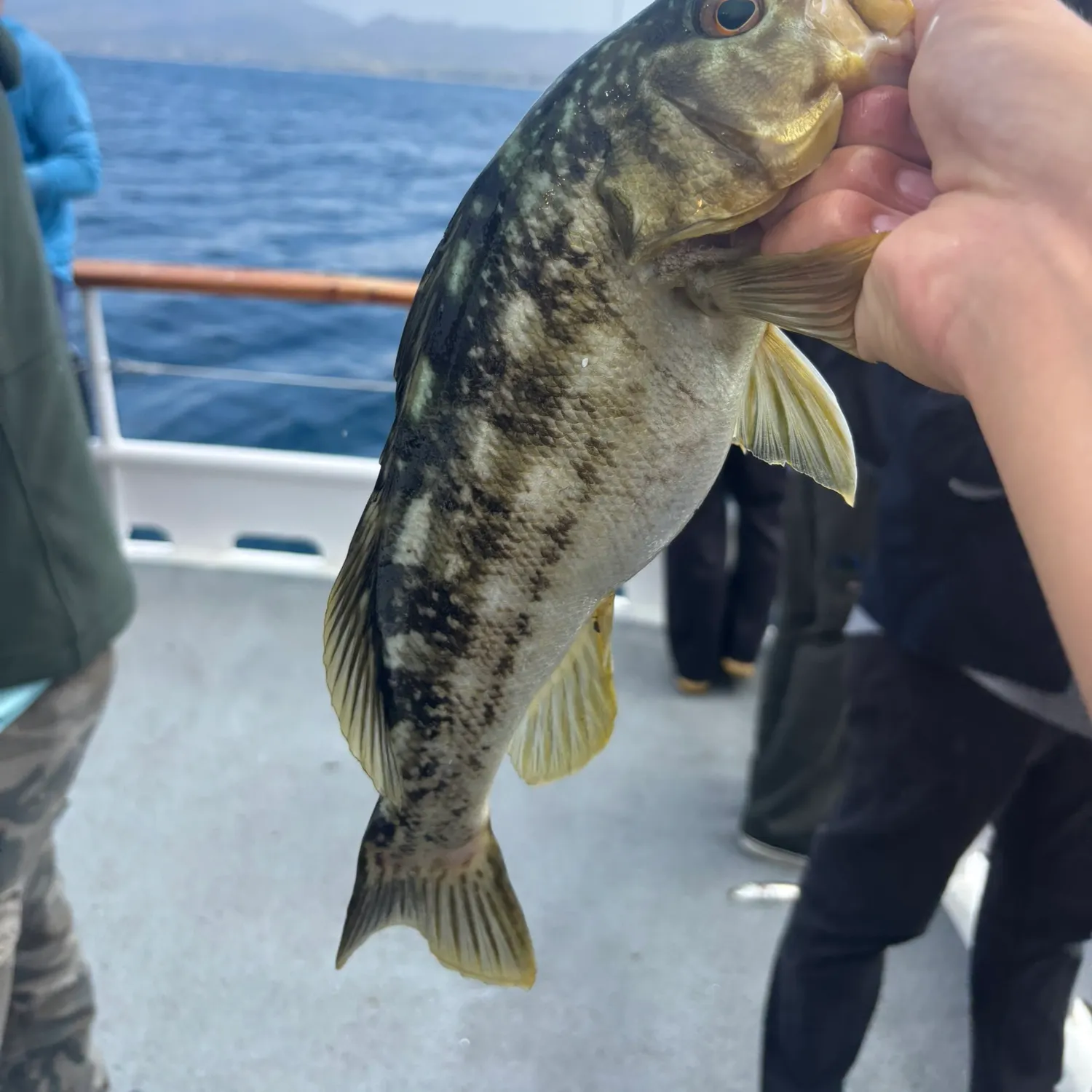 The most recent Kelp bass catches on Fishbrain