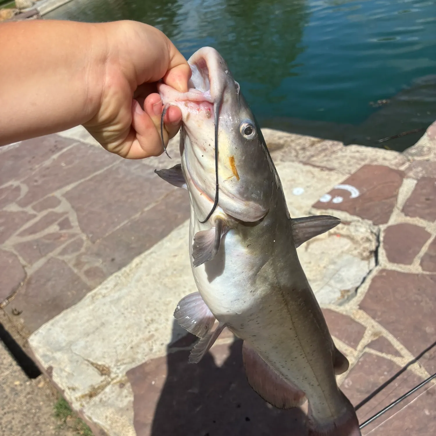 Channel catfish caught on Fishbrain