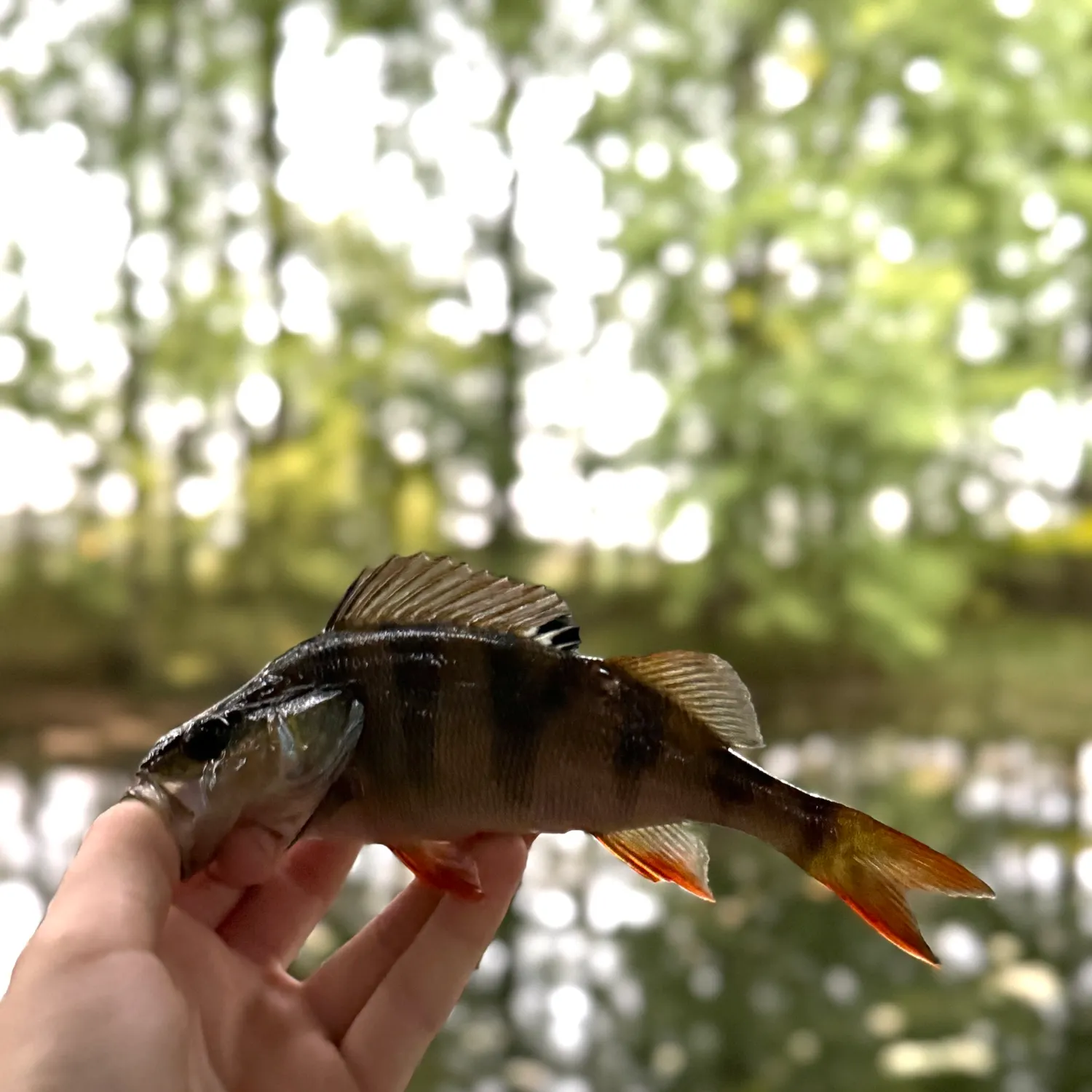 European perch caught on Fishbrain