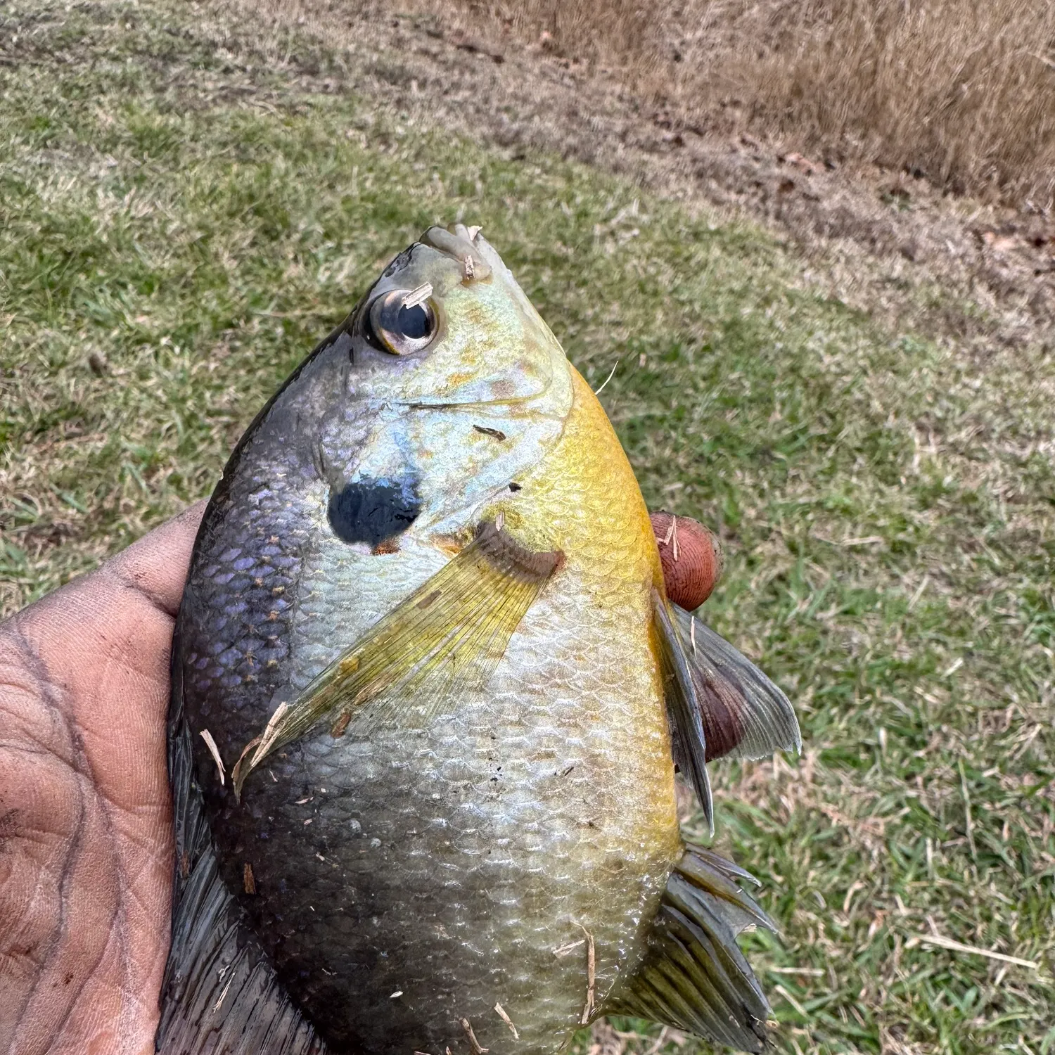 The most recent Bluegill catches on Fishbrain
