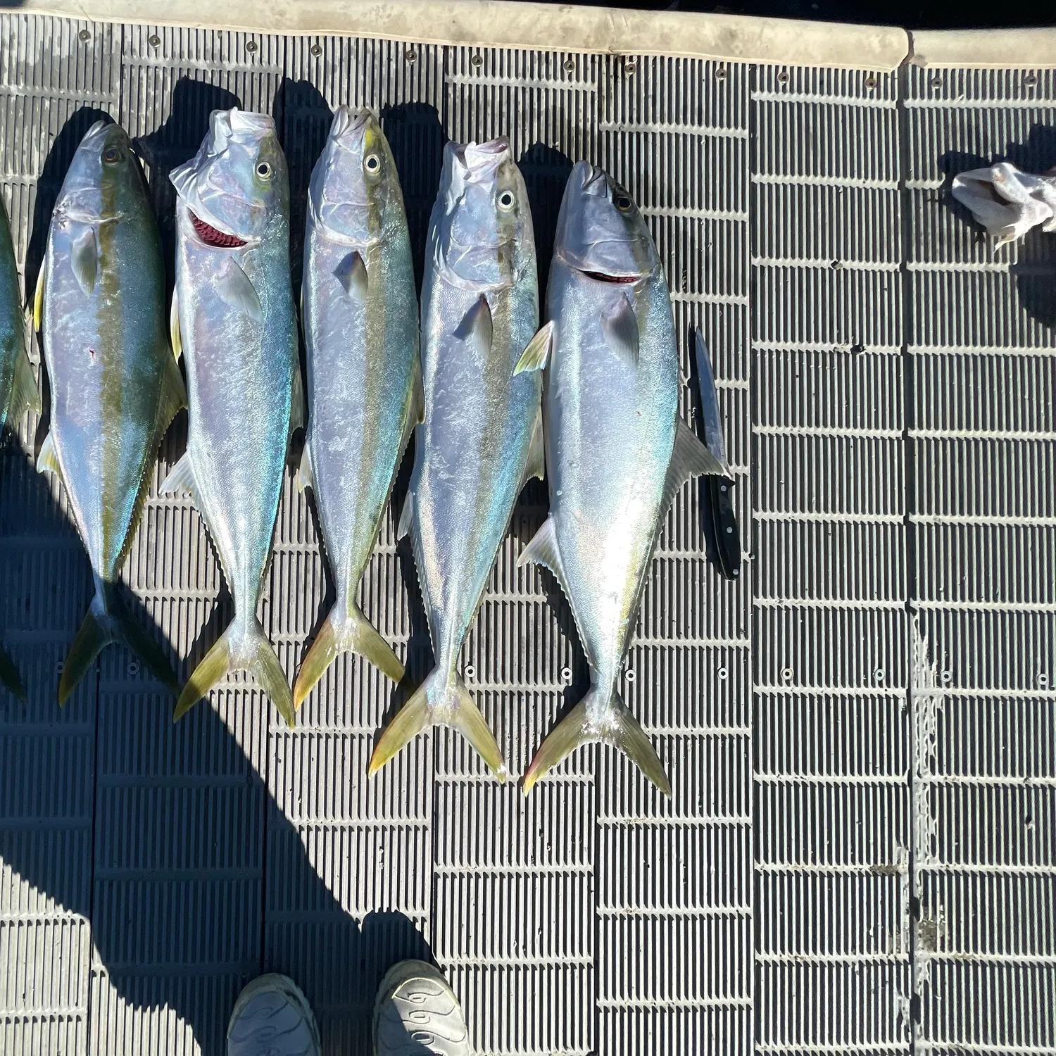Southern yellowtail amberjack caught on Fishbrain