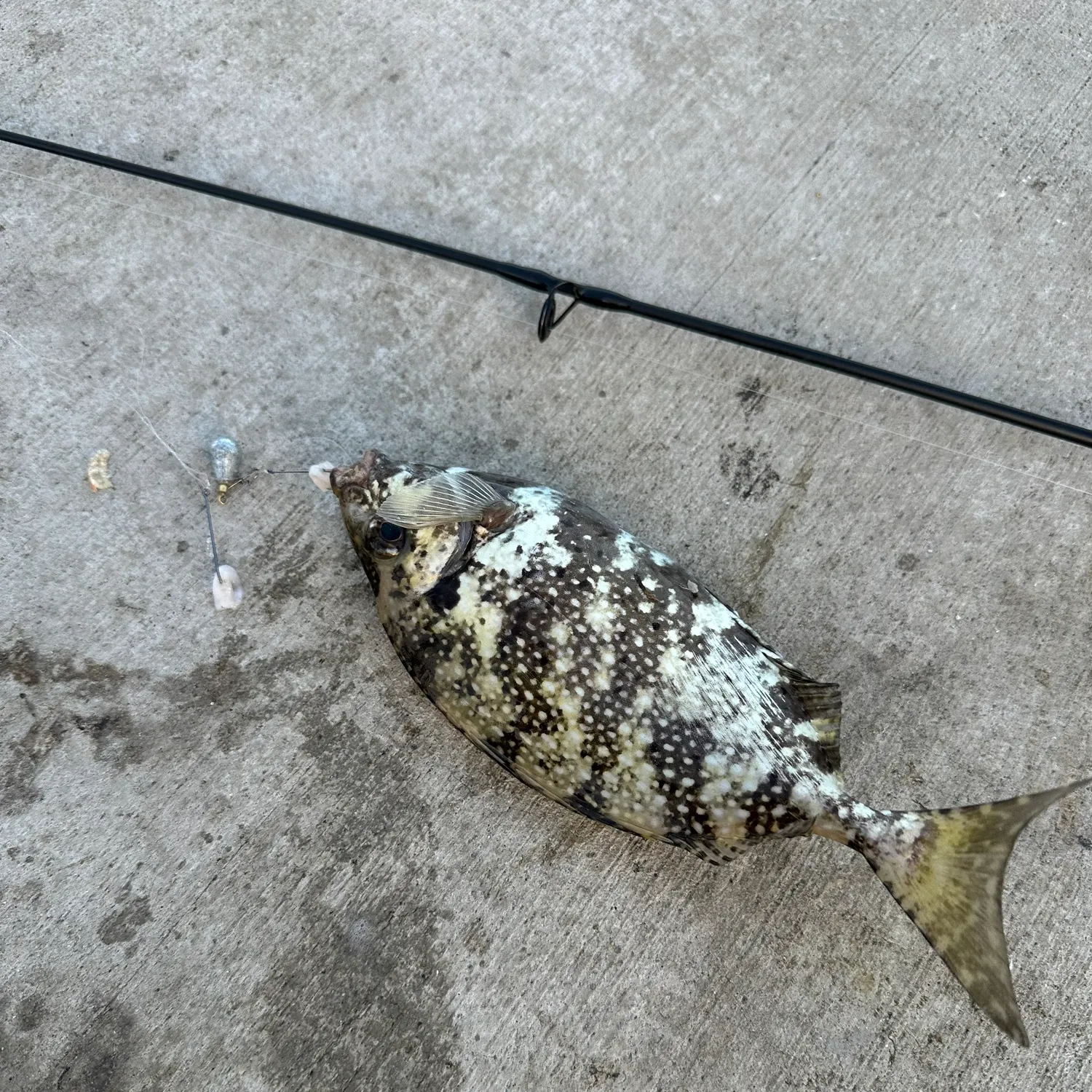 The most recent Mottled spinefoot catches on Fishbrain