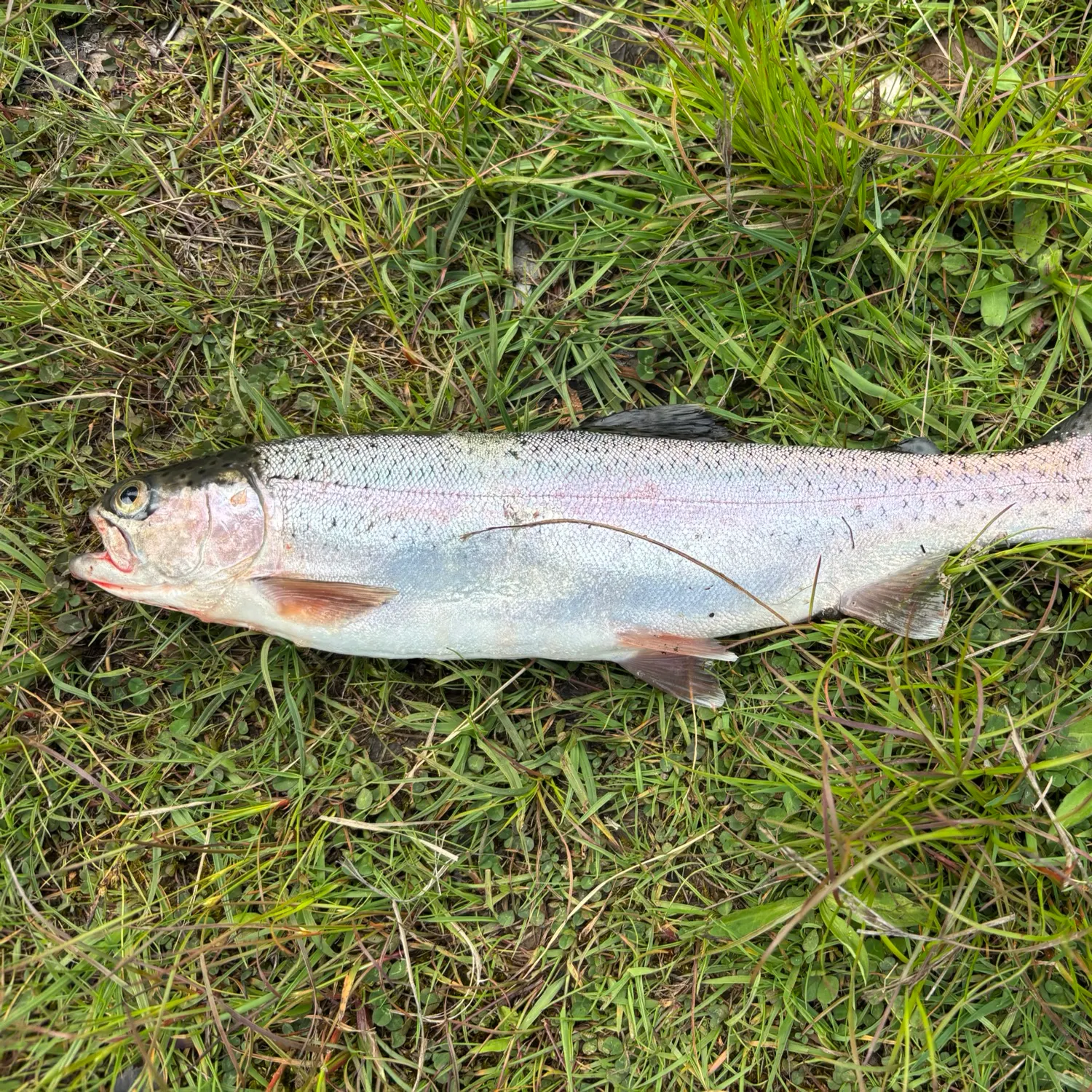 The most recent Rainbow trout catches on Fishbrain
