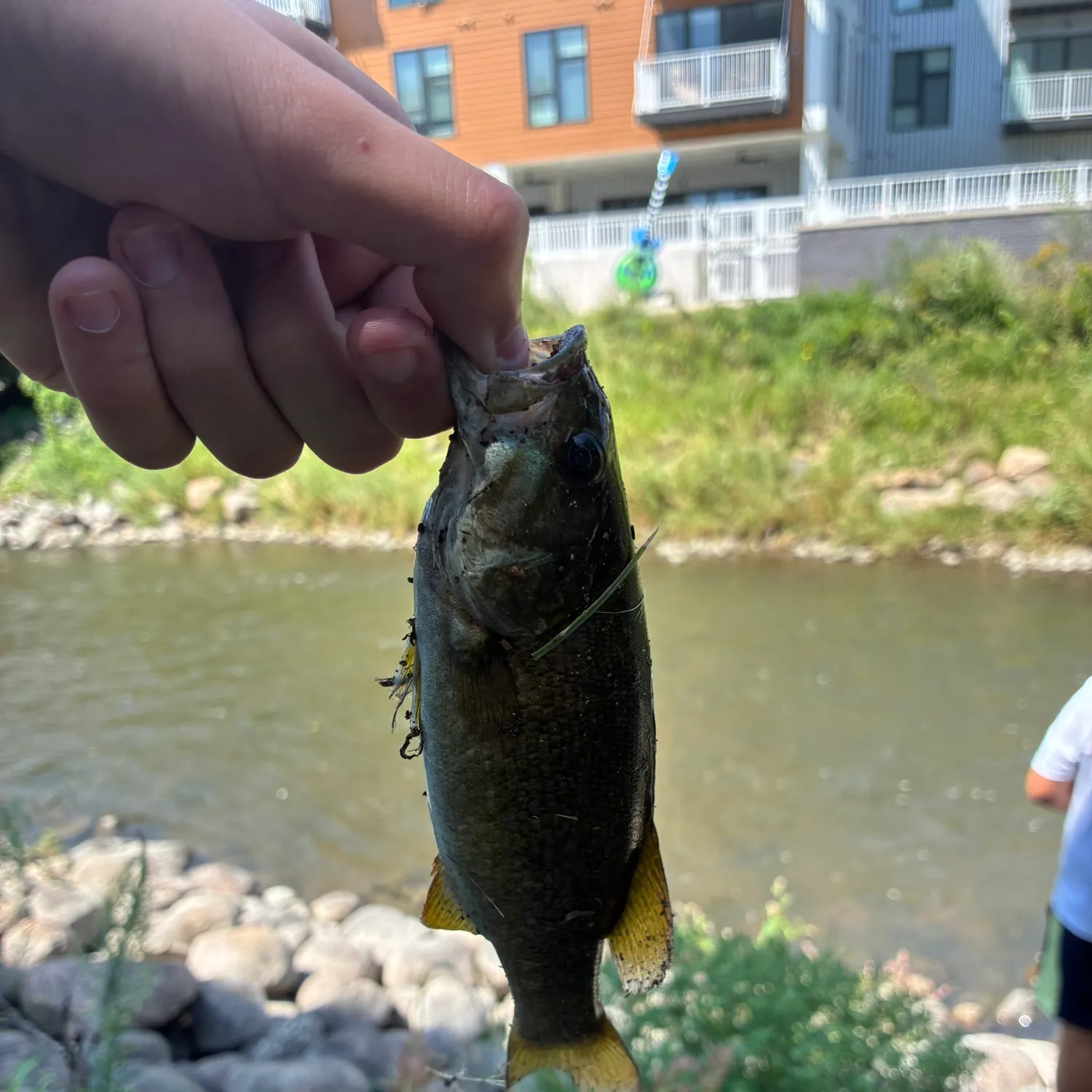 Smallmouth bass caught on Fishbrain