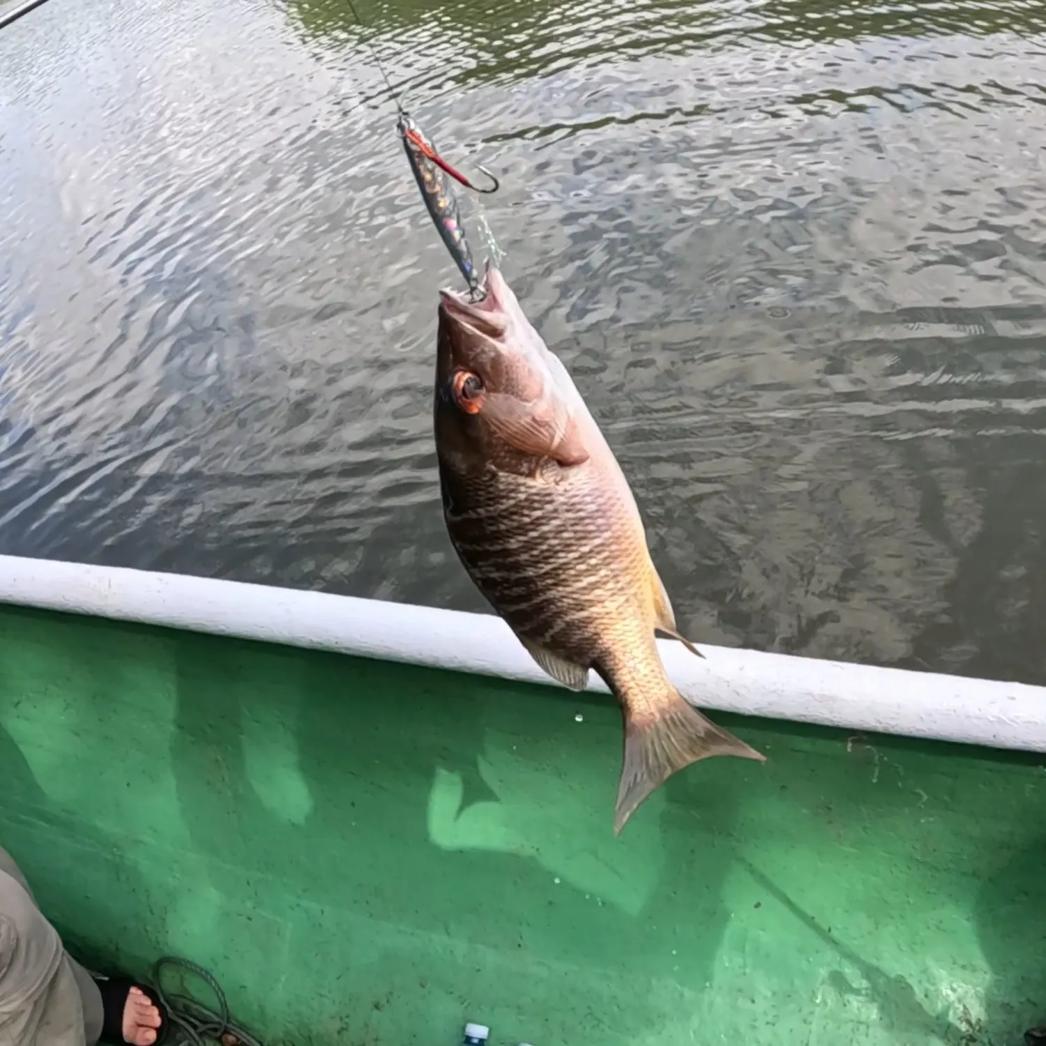 Mangrove snapper caught on Fishbrain