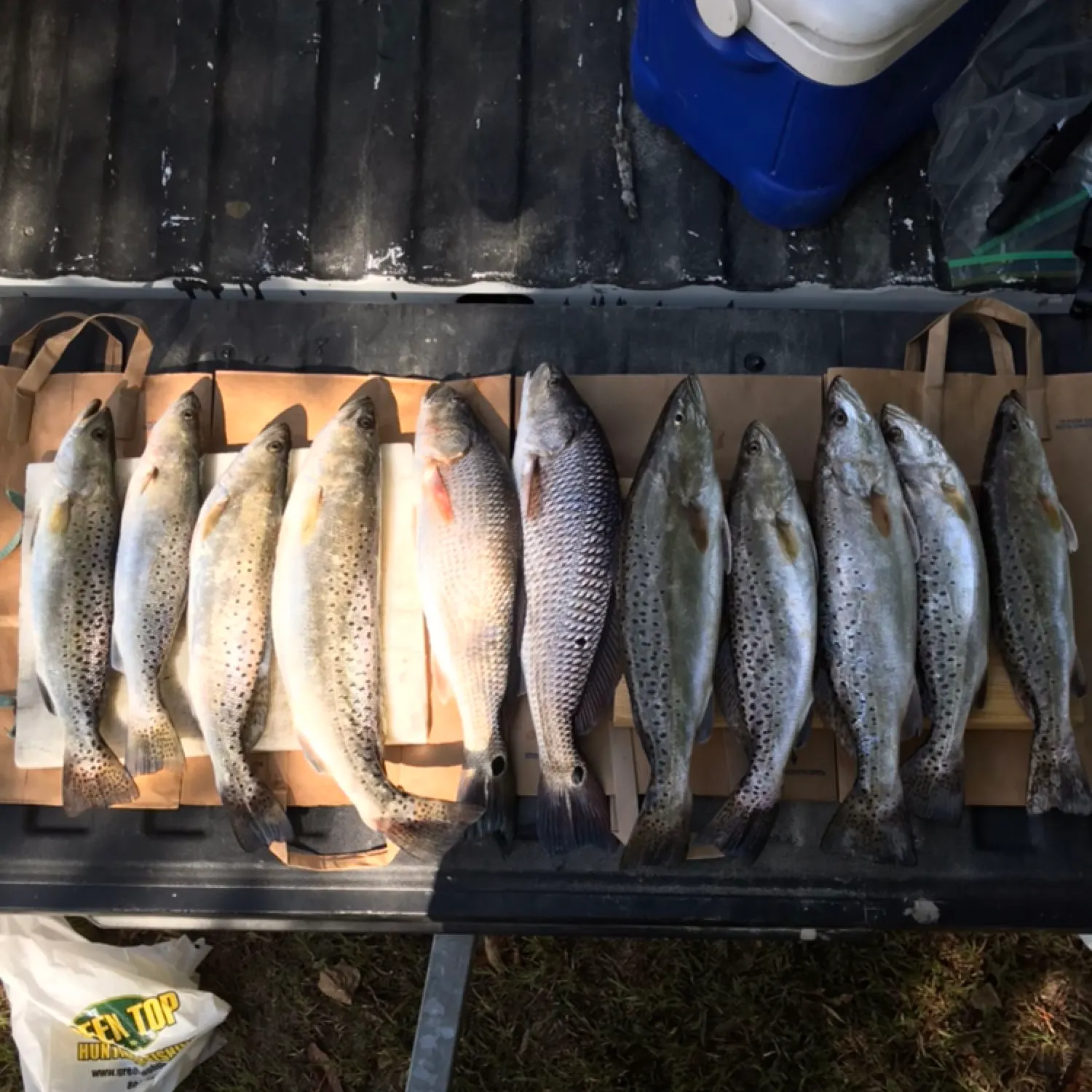 recently logged catches