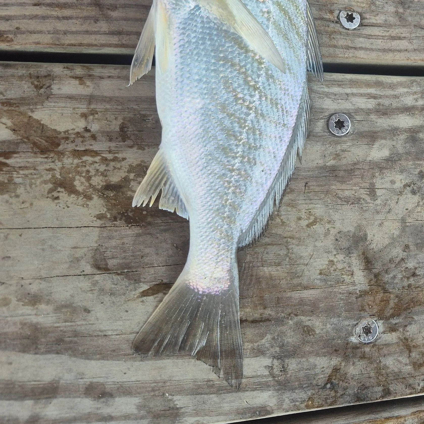 Atlantic croaker caught on Fishbrain