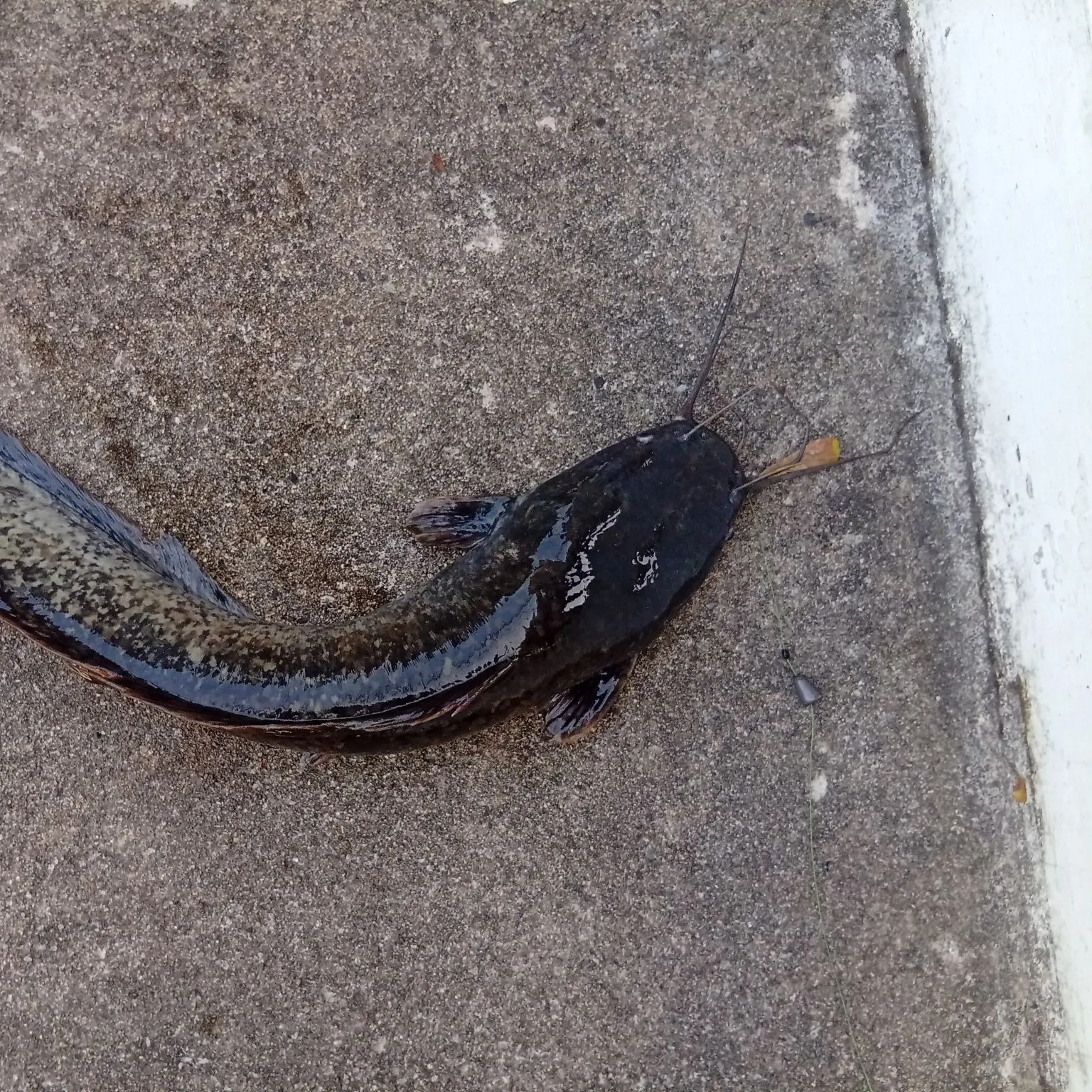 The most recent Blunt-toothed African catfish catches on Fishbrain