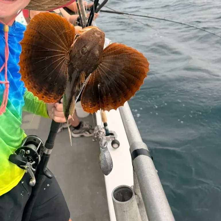 The most recent Striped searobin catches on Fishbrain