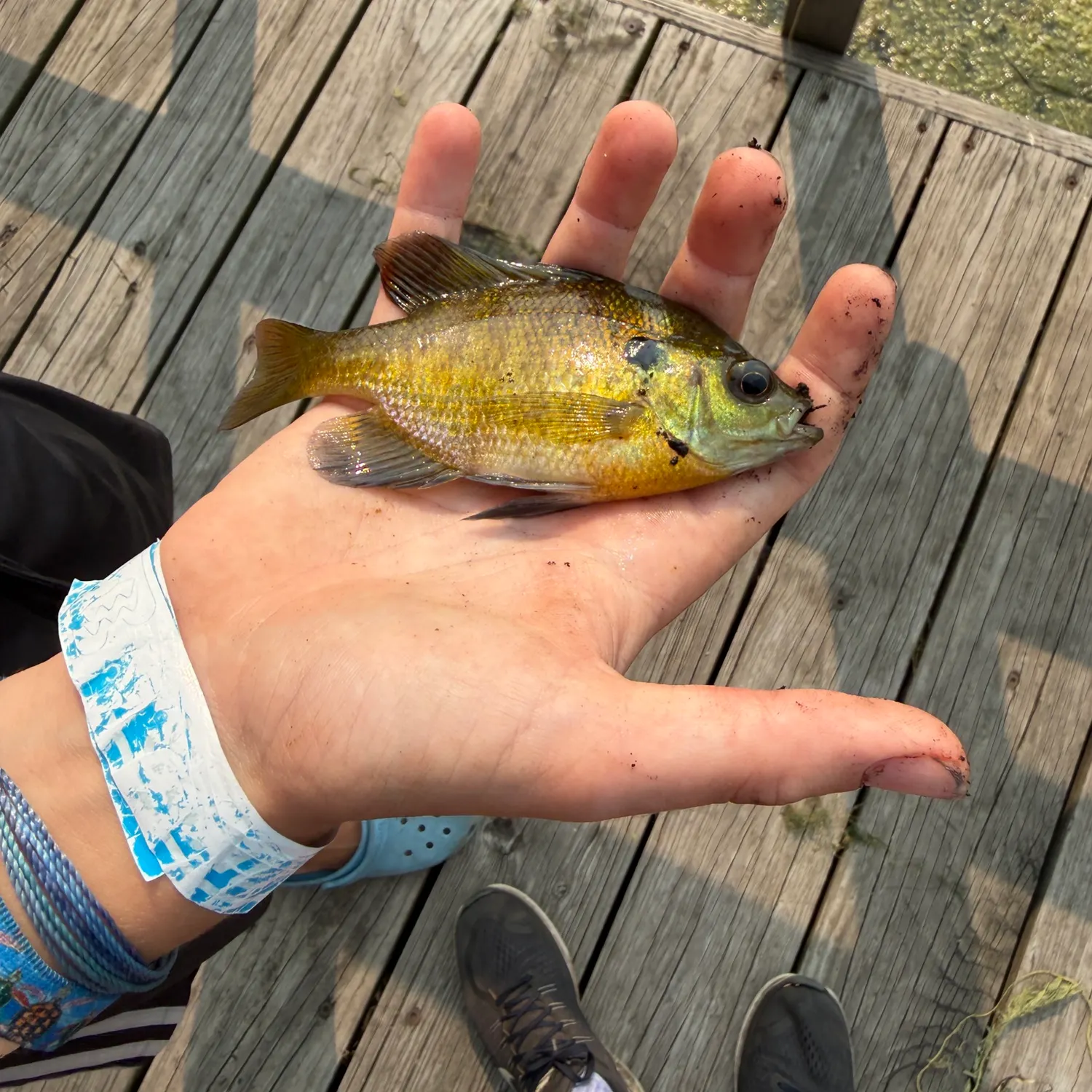 Bluegill caught on Fishbrain