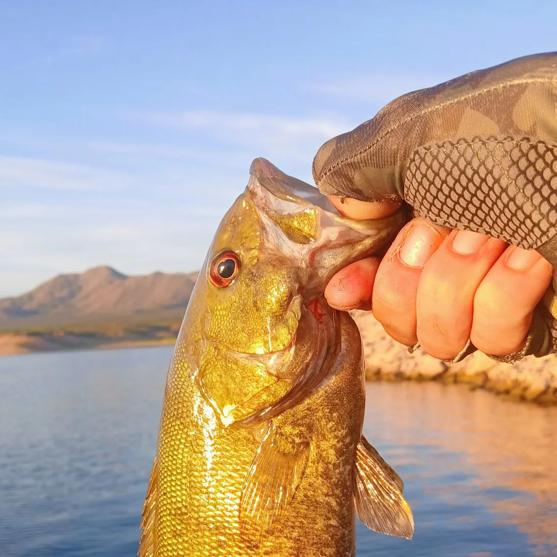 Smallmouth bass caught on Fishbrain