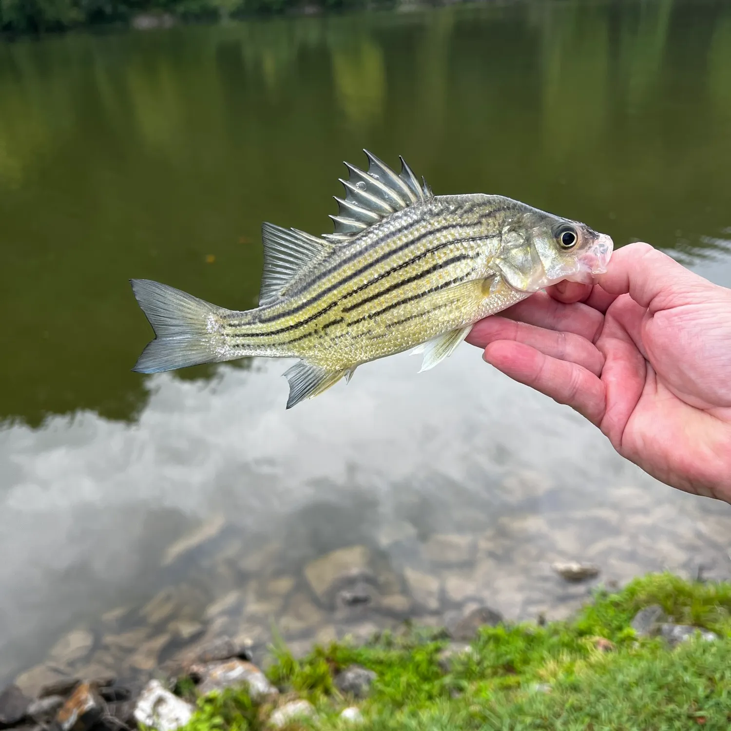 The most recent Yellow bass catches on Fishbrain