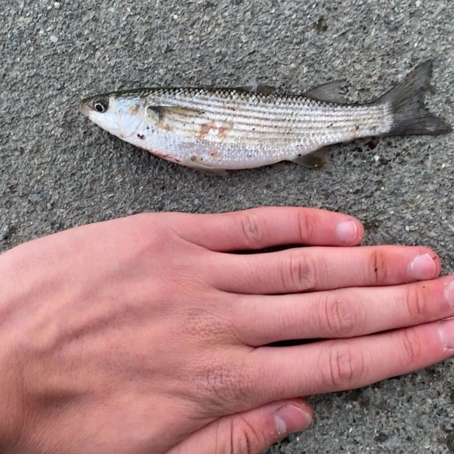 The most popular recent Thicklip grey mullet catch on Fishbrain