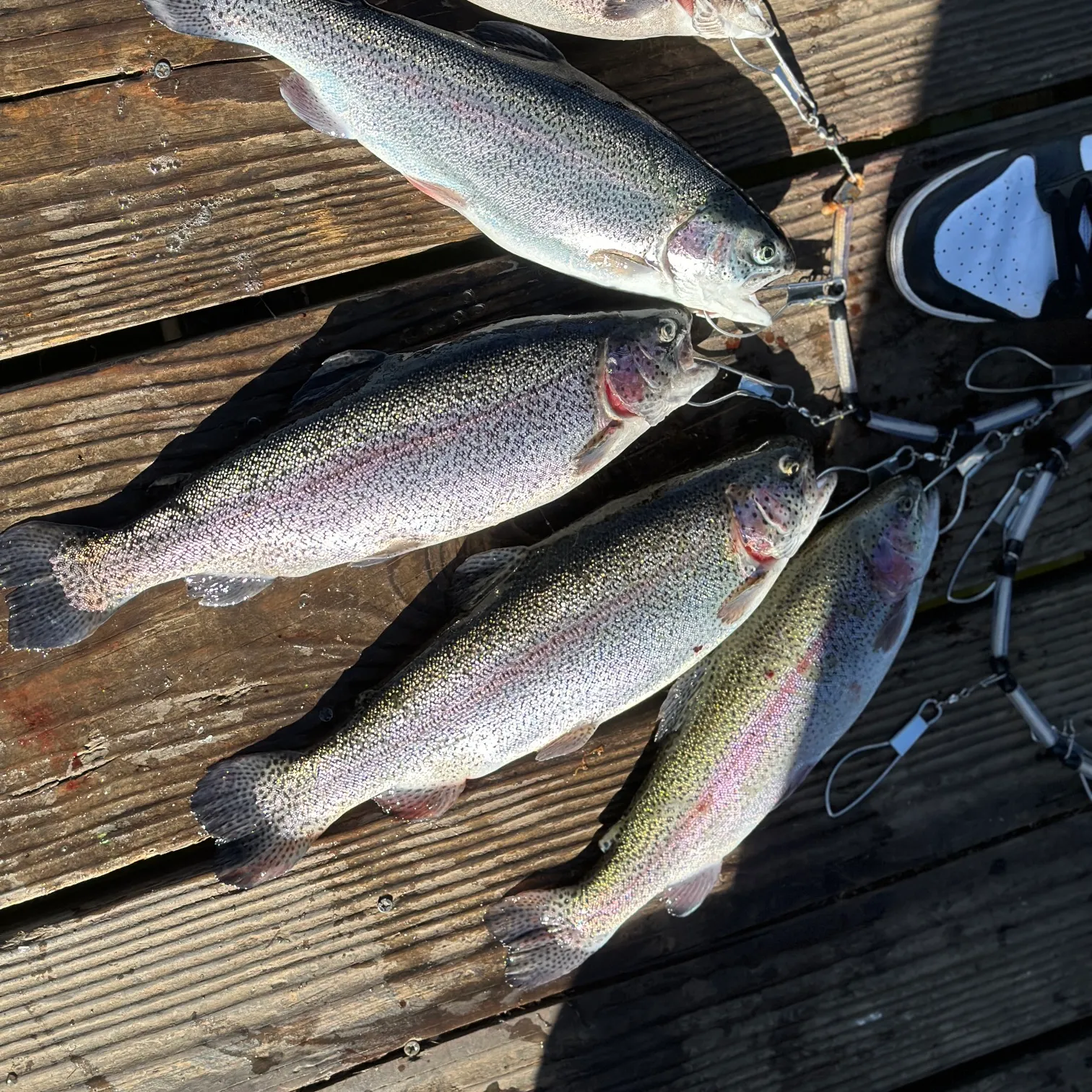 recently logged catches