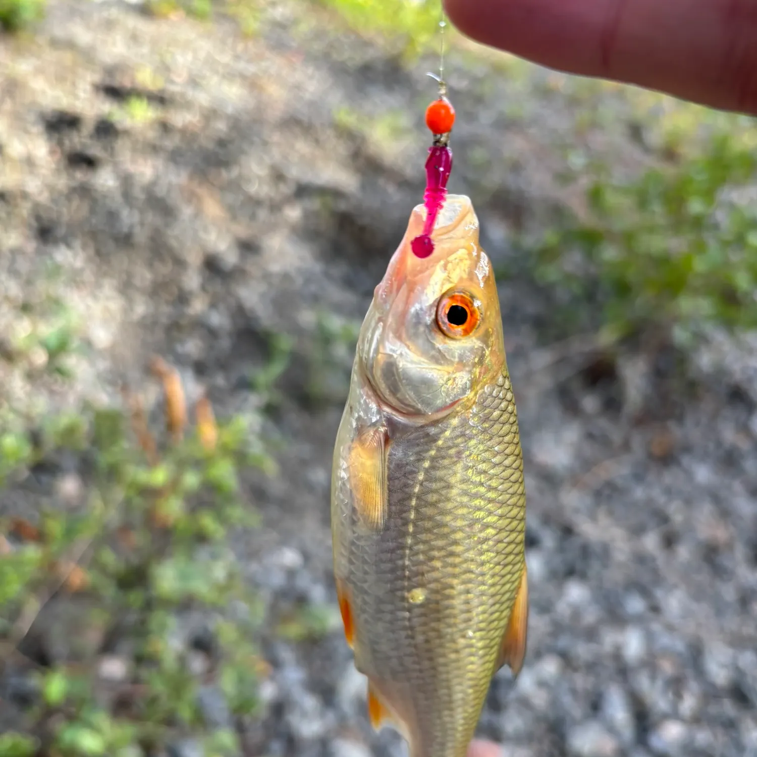 Common roach caught on Fishbrain