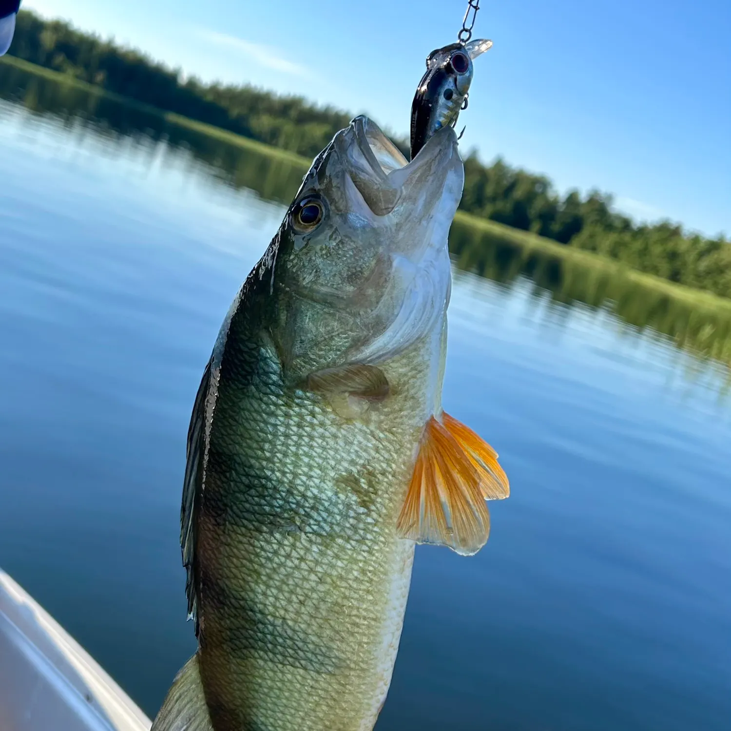 European perch caught on Fishbrain