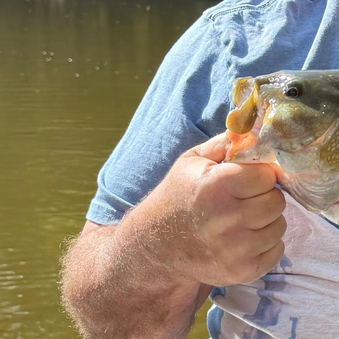Smallmouth bass caught on Fishbrain