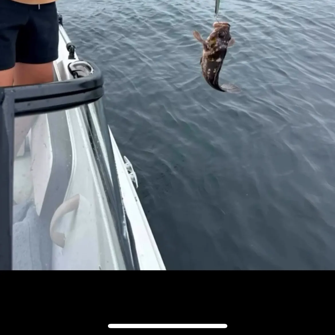 The most recent Copper rockfish catches on Fishbrain