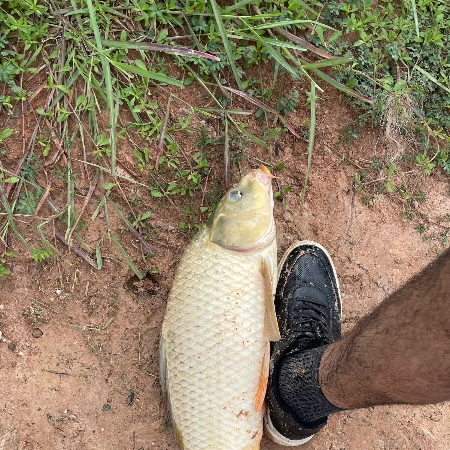 Common carp caught on Fishbrain