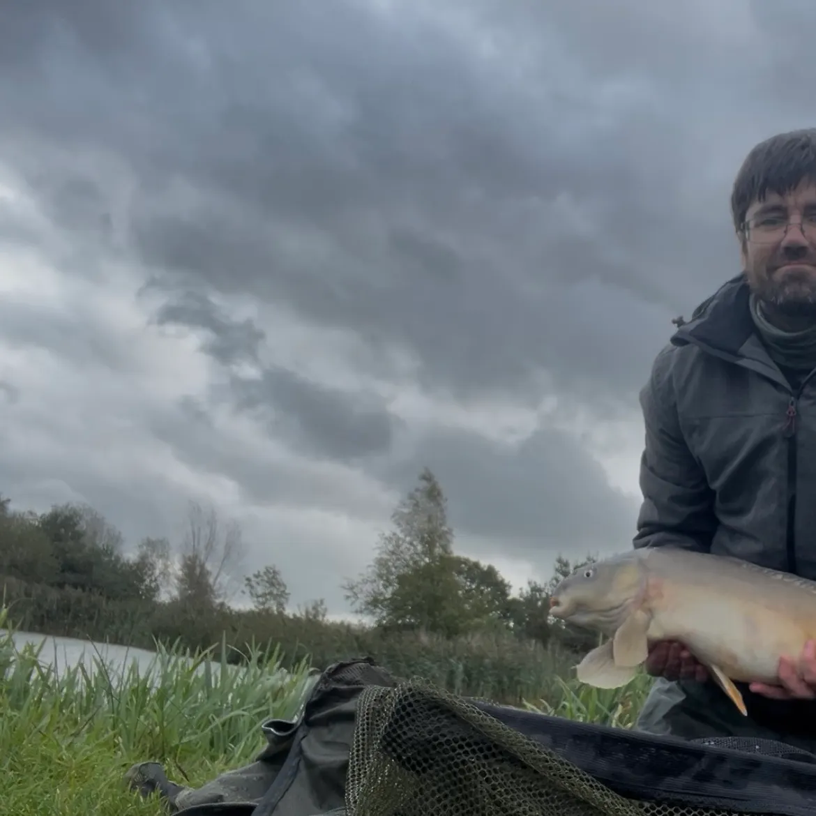 Mirror carp caught on Fishbrain