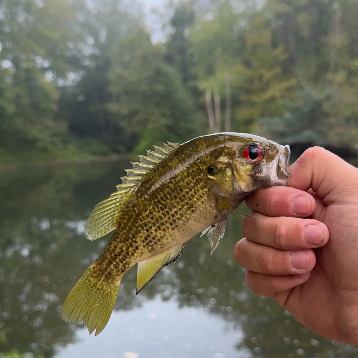 Rock bass caught on Fishbrain