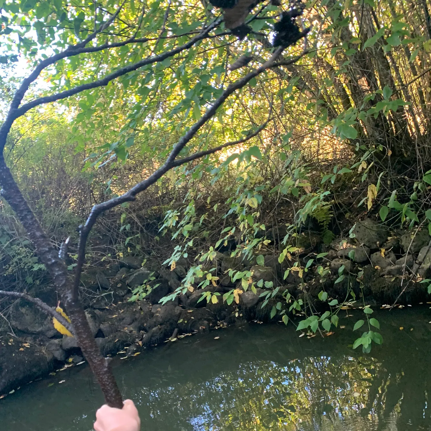 Fish caught on Fishbrain
