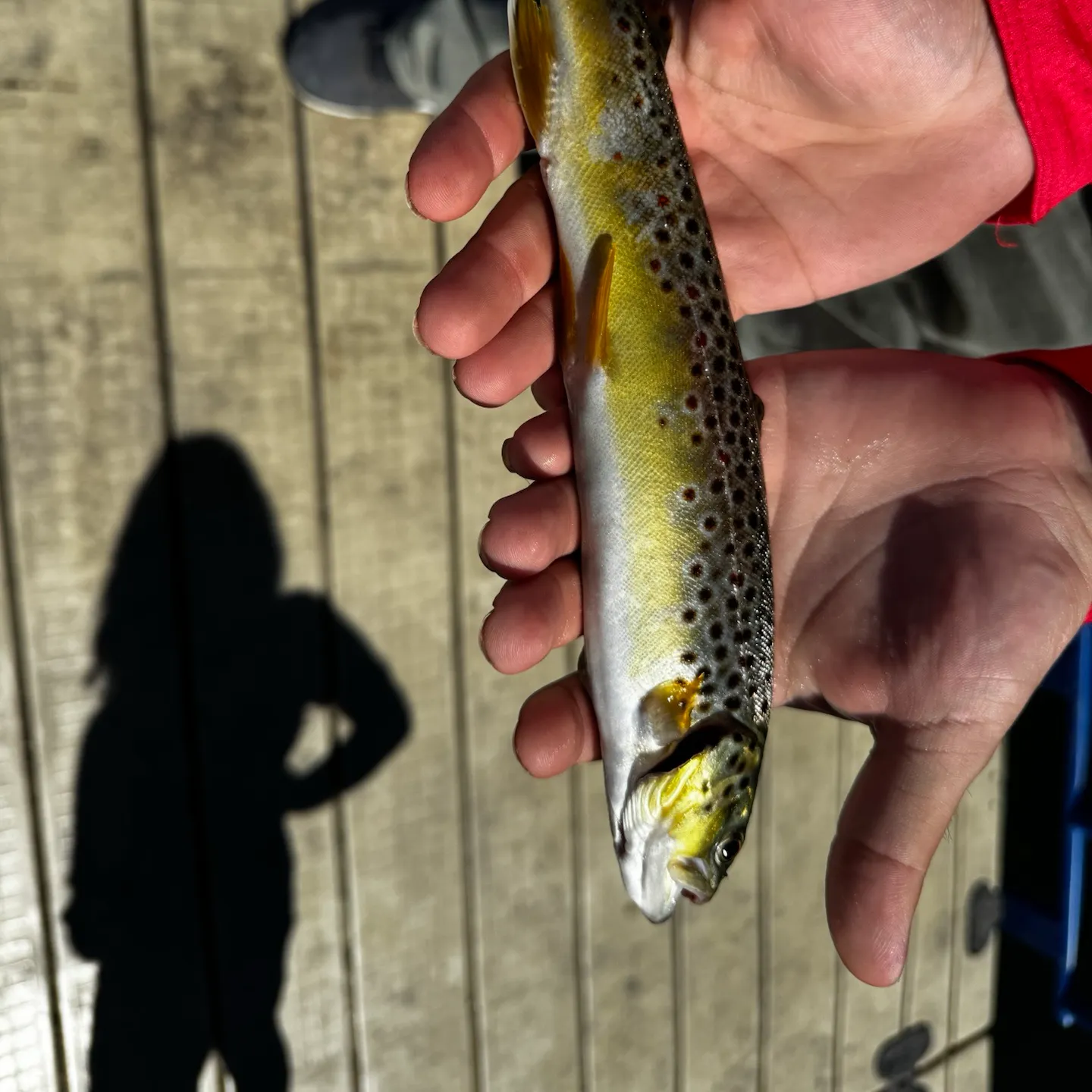 Brown trout caught on Fishbrain