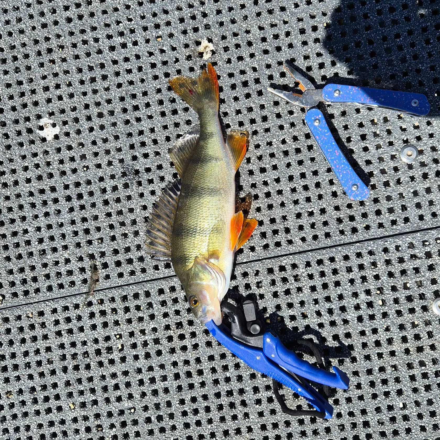 European perch caught on Fishbrain