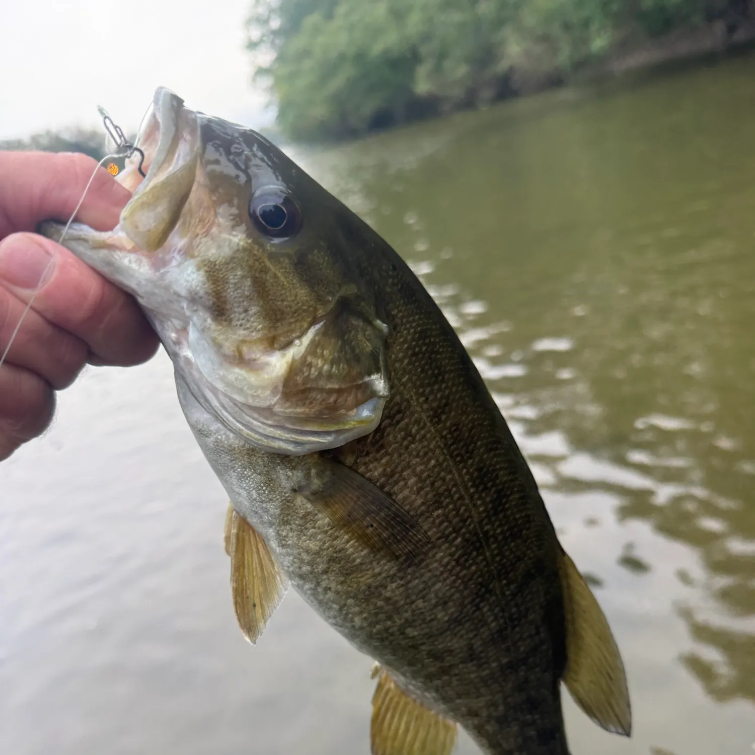 Smallmouth bass caught on Fishbrain