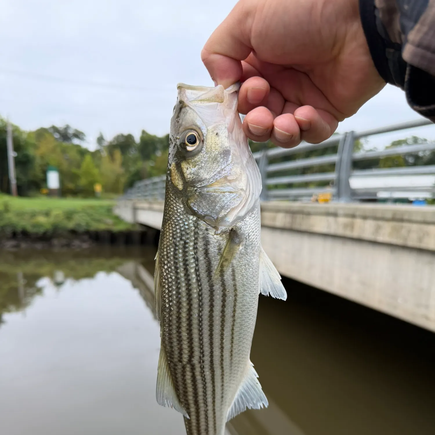 Striped bass caught on Fishbrain