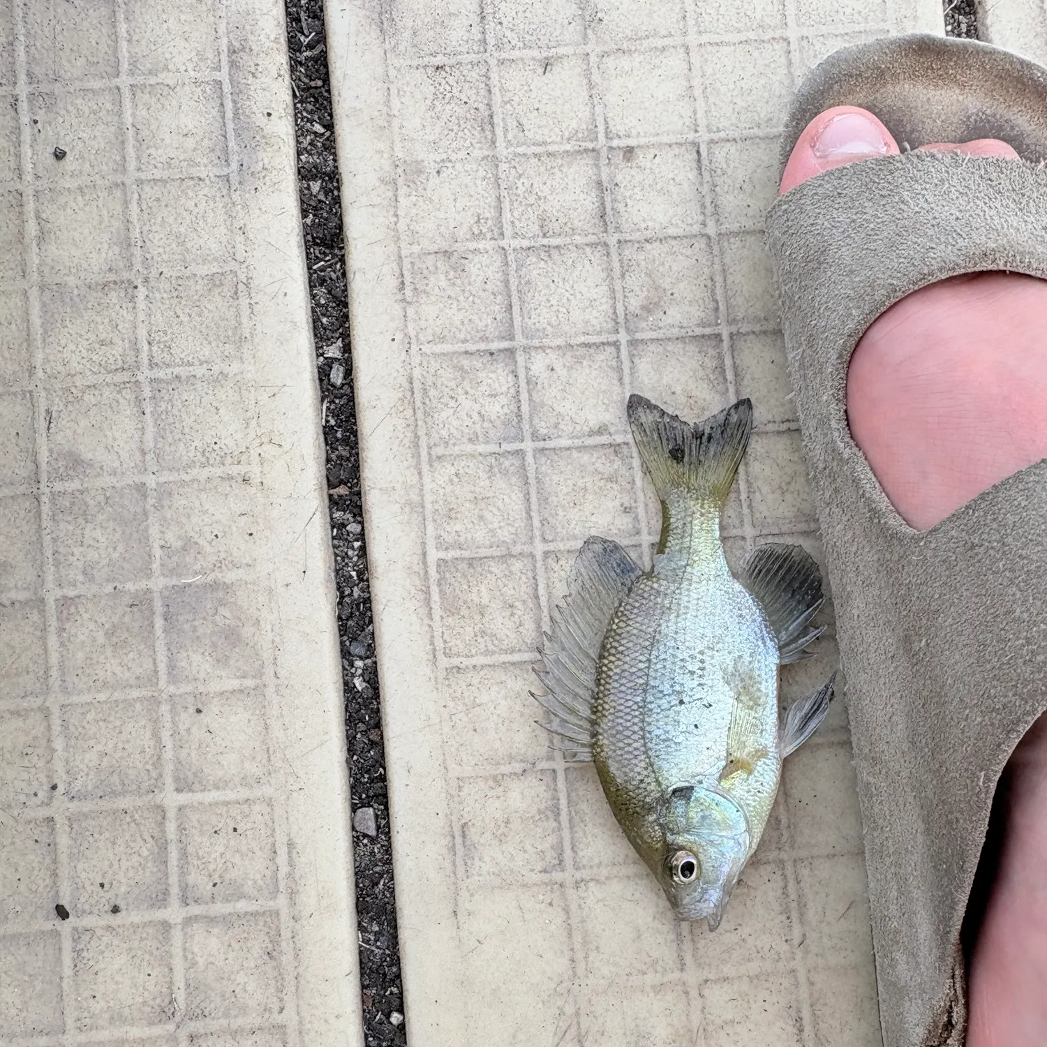 Bluegill caught on Fishbrain