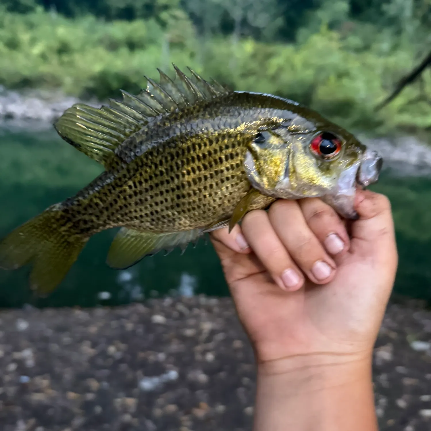 Rock bass caught on Fishbrain