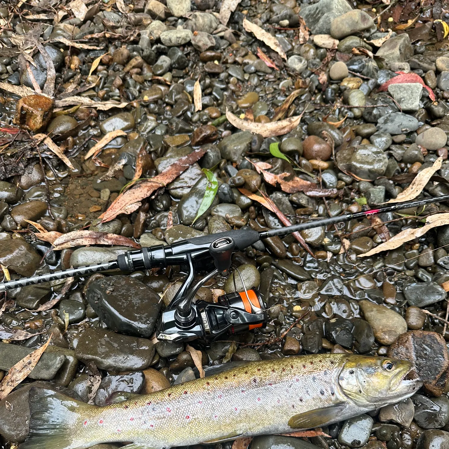 Brown trout caught on Fishbrain