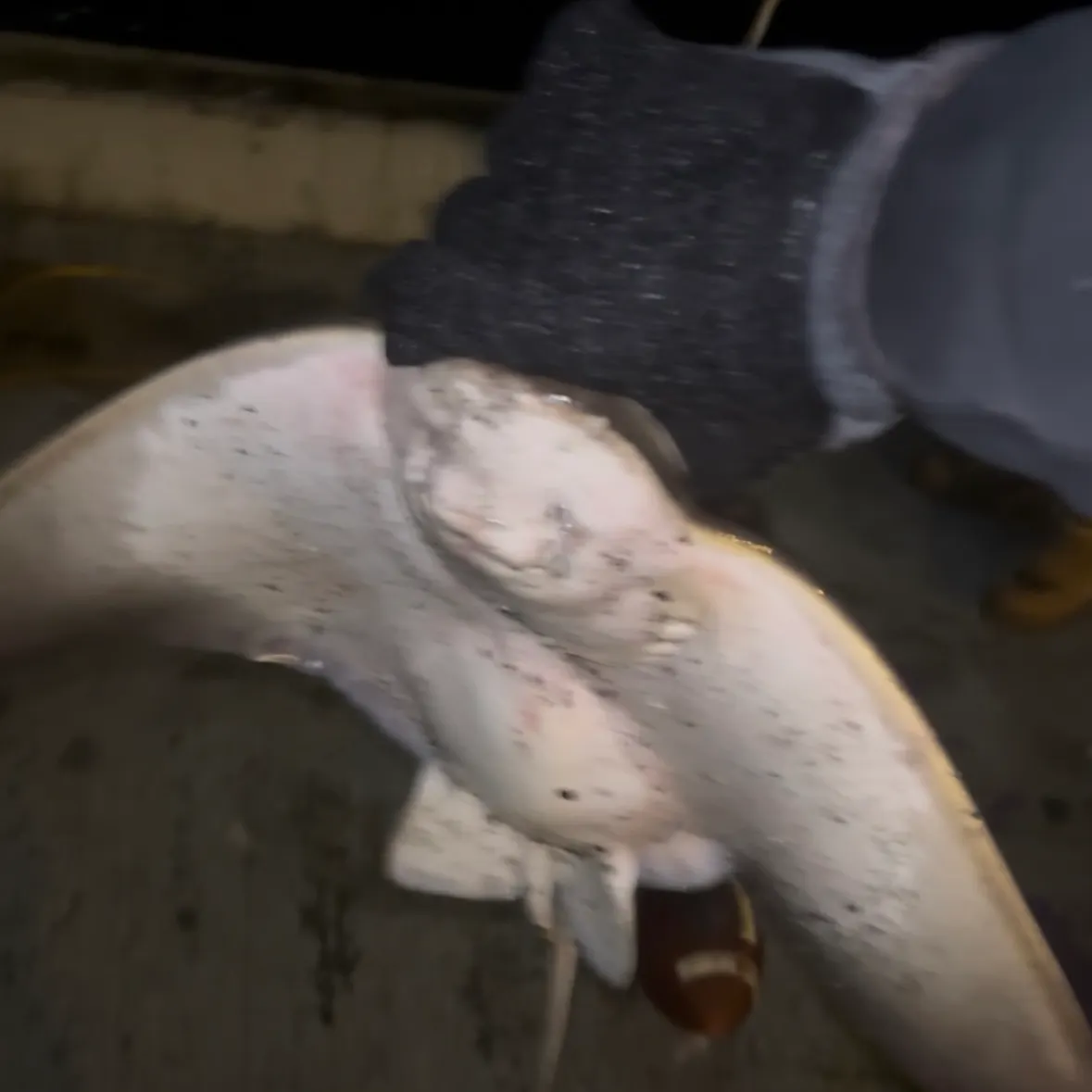 The most recent Bat eagle ray catches on Fishbrain