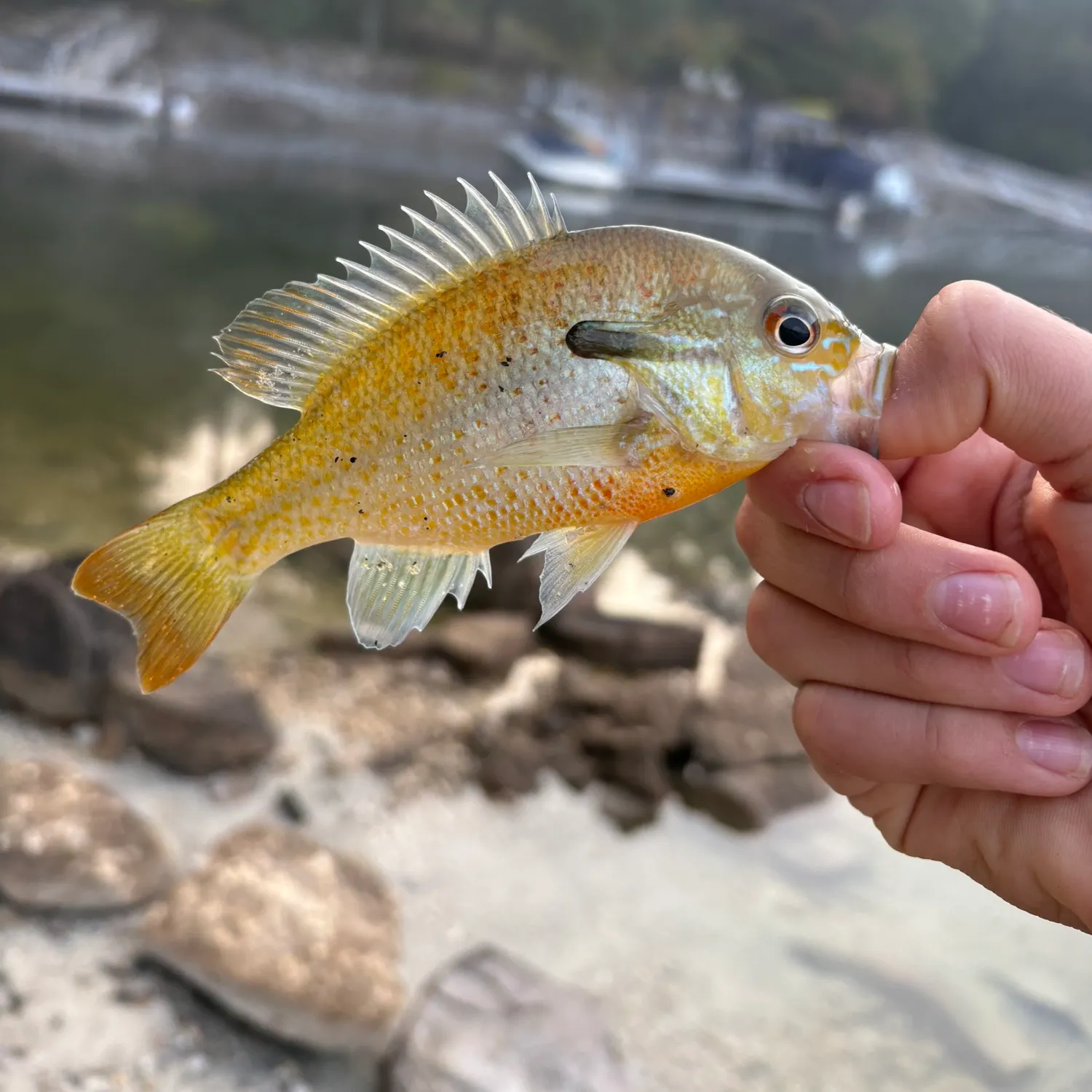 Fish caught on Fishbrain
