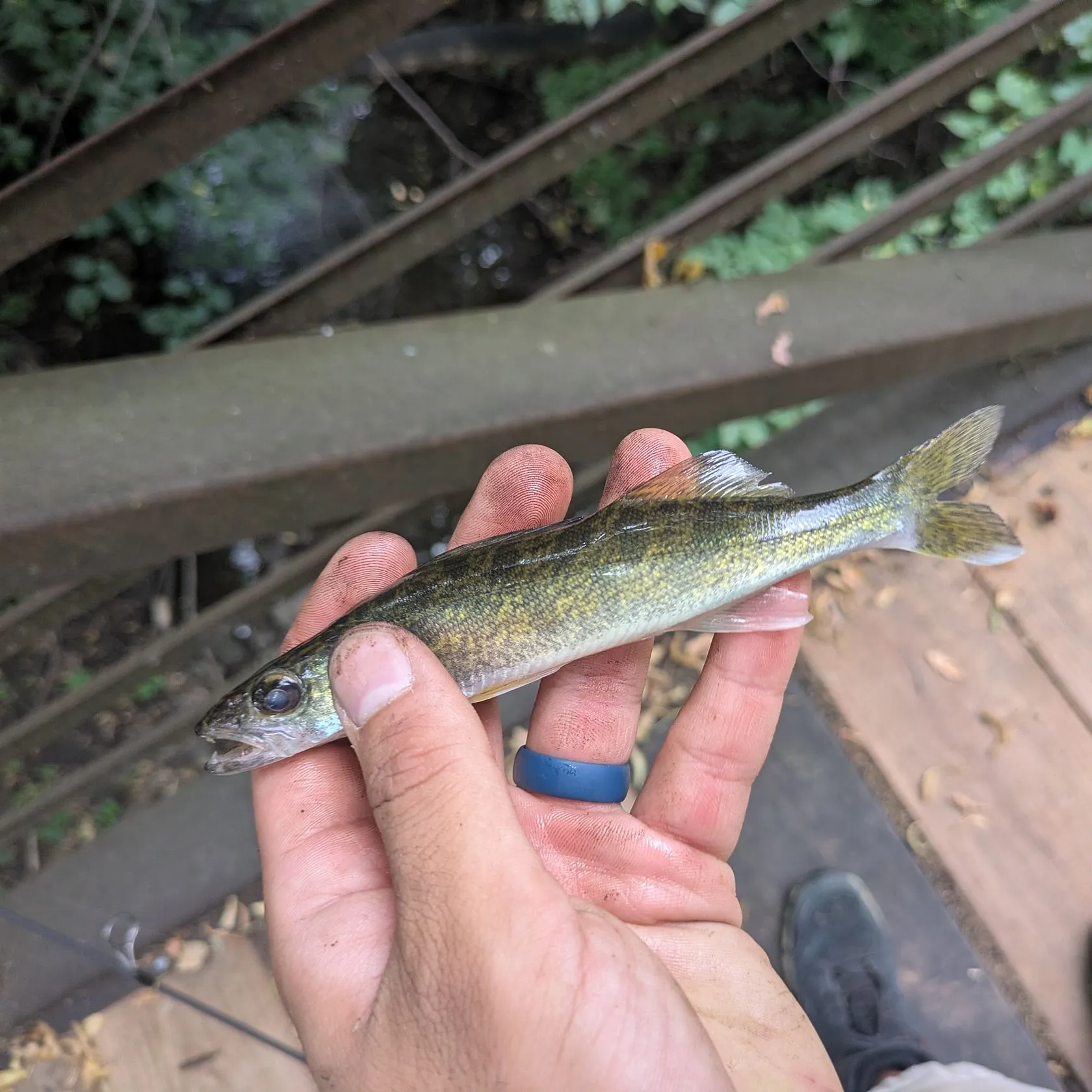 Walleye caught on Fishbrain