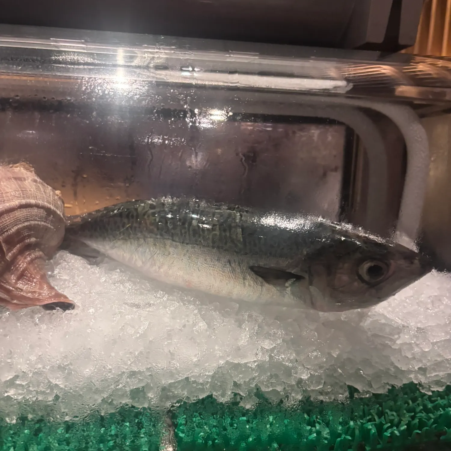 The most recent Pacific chub mackerel catches on Fishbrain