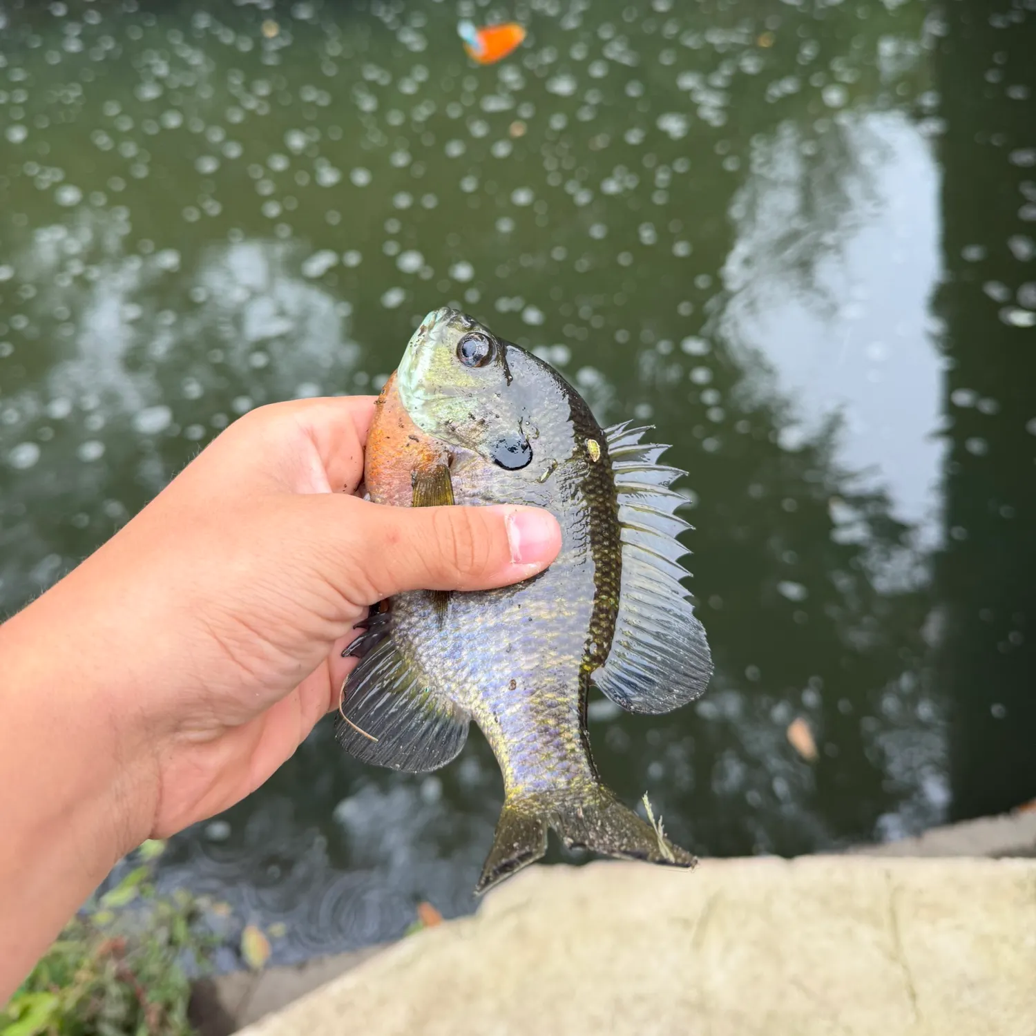 Bluegill caught on Fishbrain