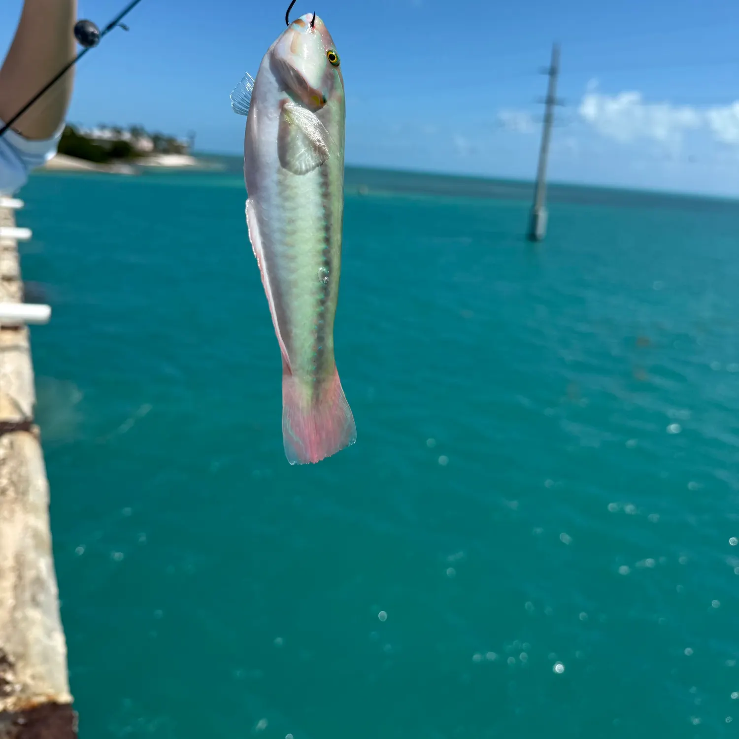 The most recent Blackear wrasse catches on Fishbrain
