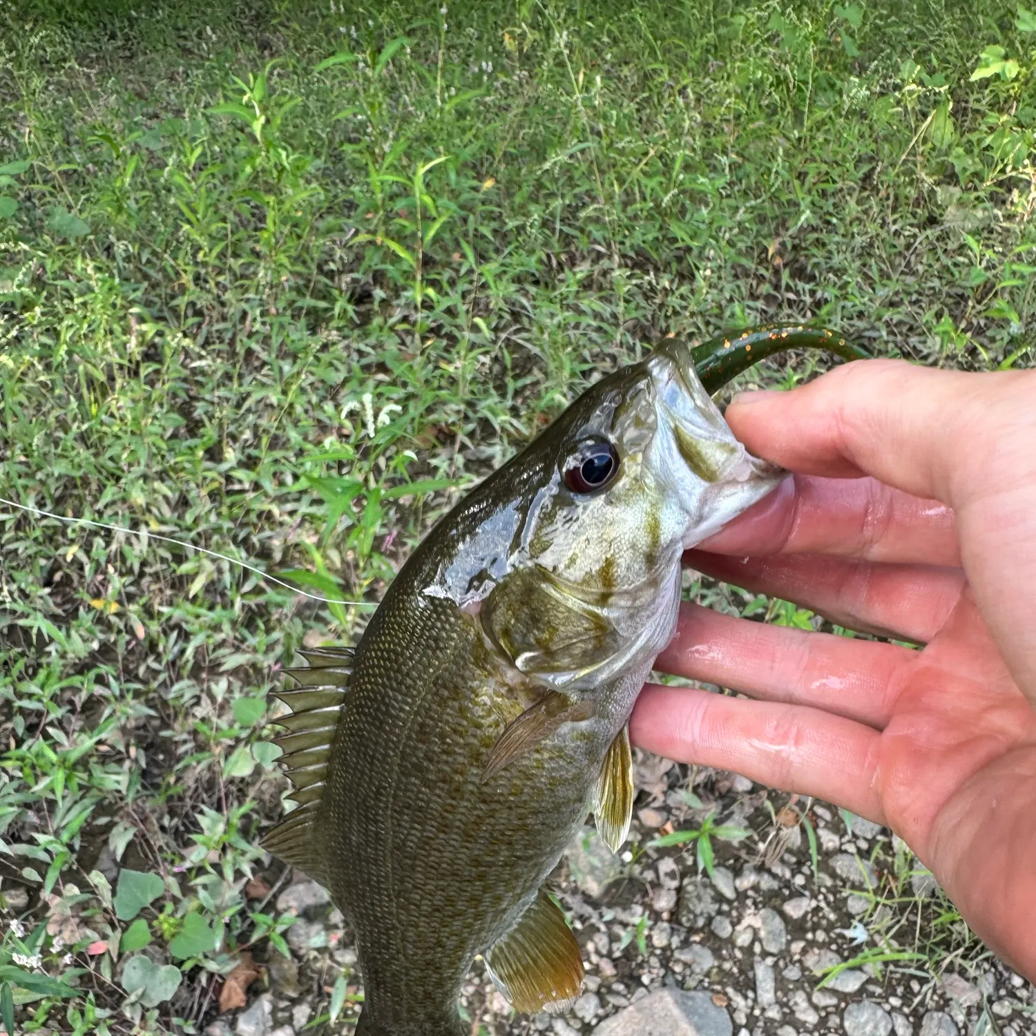 Smallmouth bass caught on Fishbrain