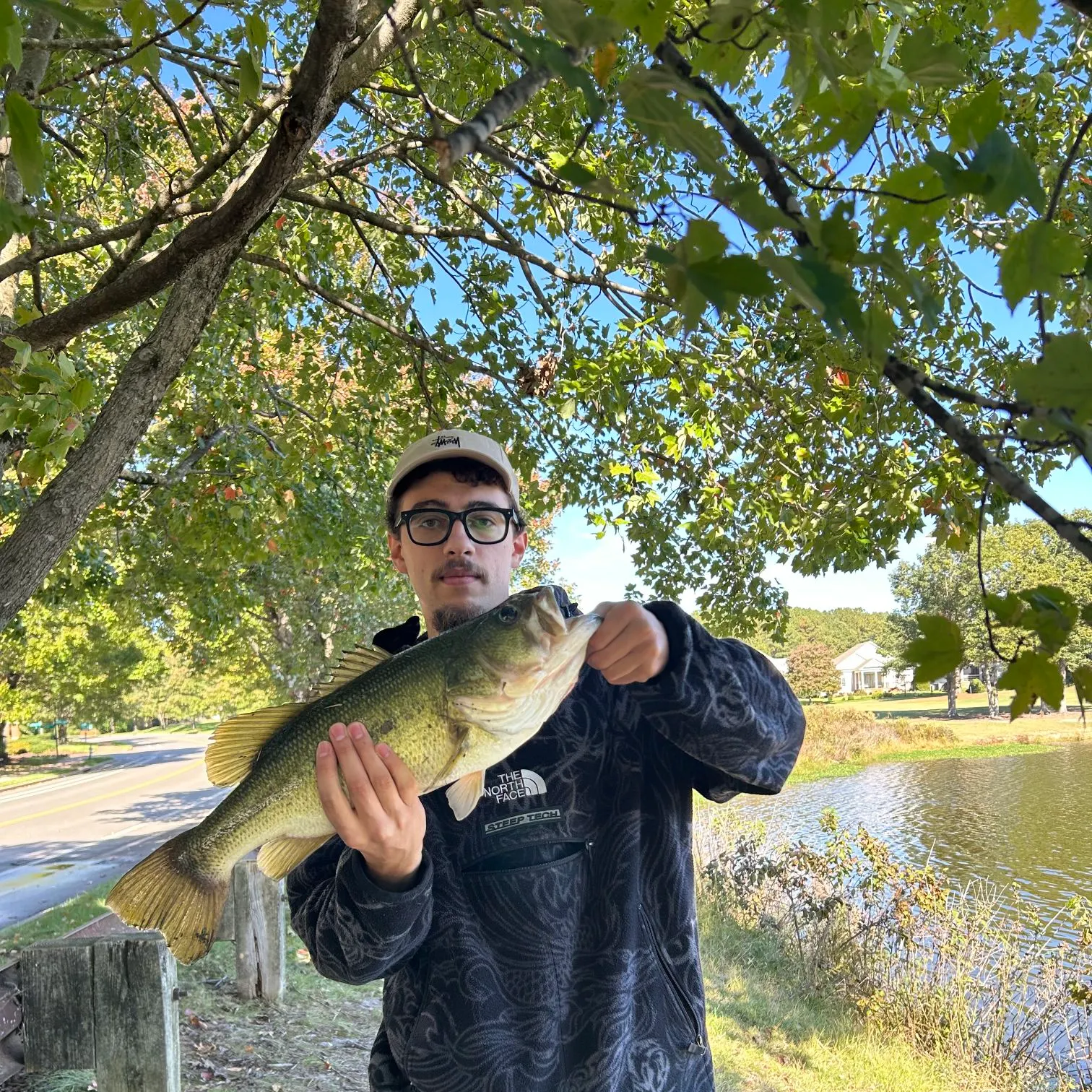 Largemouth bass caught on Fishbrain