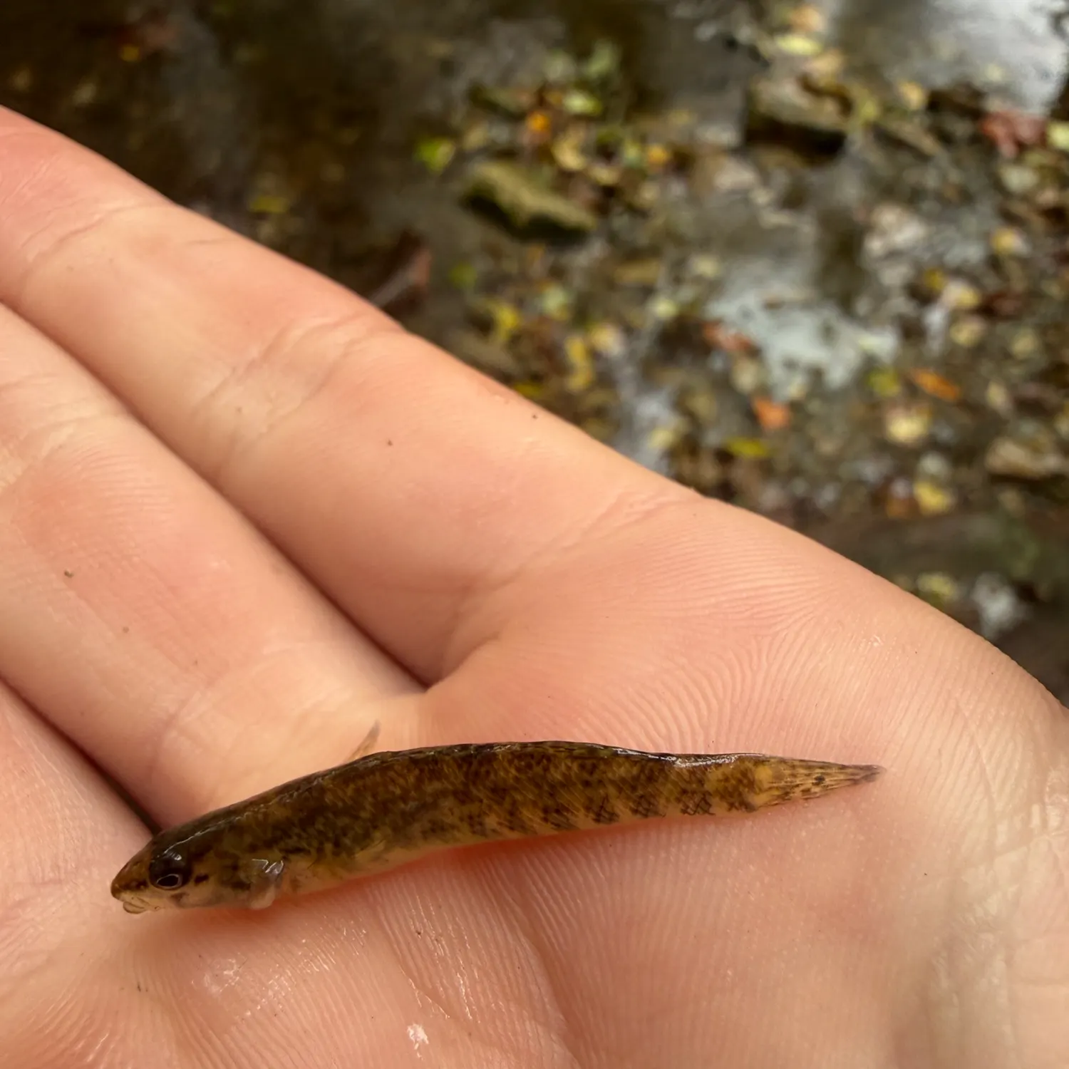 The most recent Rainbow darter catches on Fishbrain
