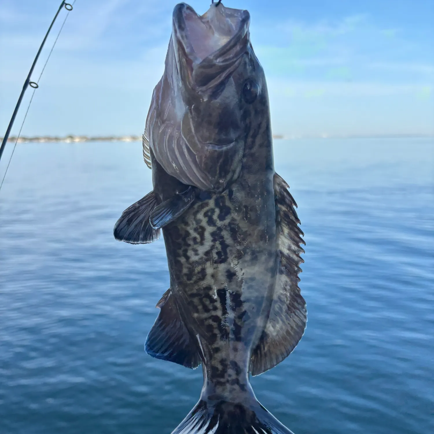 The most recent Black grouper catches on Fishbrain
