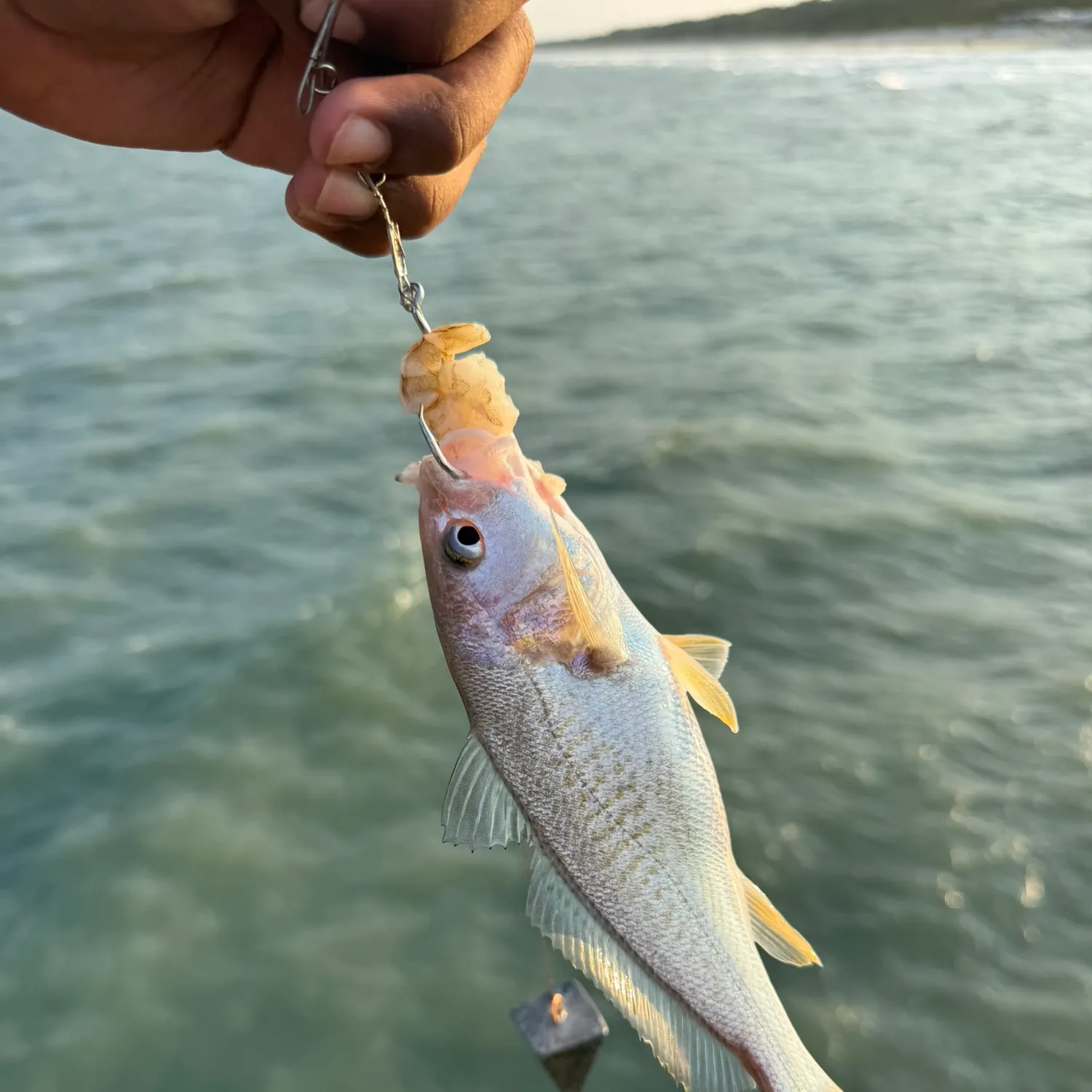 The most recent Atlantic croaker catches on Fishbrain