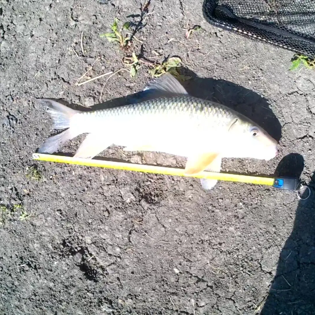 Silver redhorse caught on Fishbrain